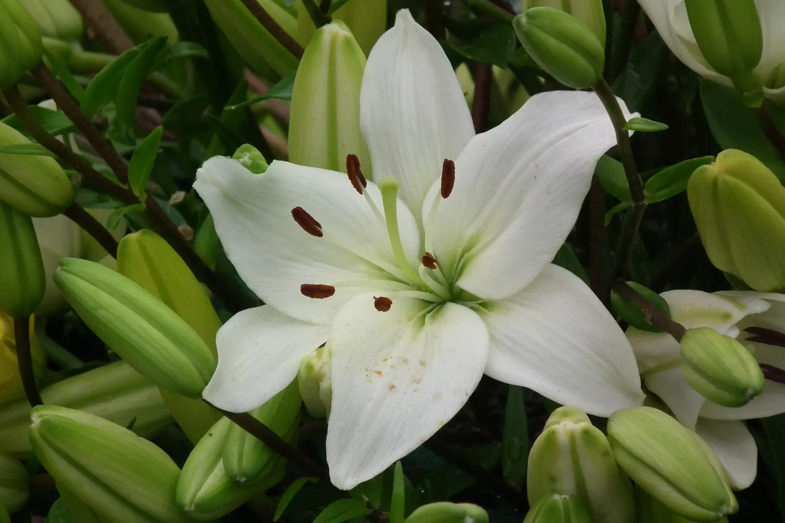 Lily Species (Lilium Hybrids) — They're also superb for cut flower arrangements, enhancing the clients' enjoyment beyond the garden space; annual, image 133