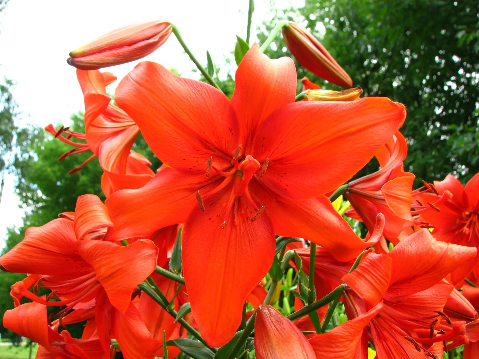 Lily Species (Lilium Hybrids) — Originating from several species in the genus Lilium; multi-colored and white and yellow flowers in the garden, image 102