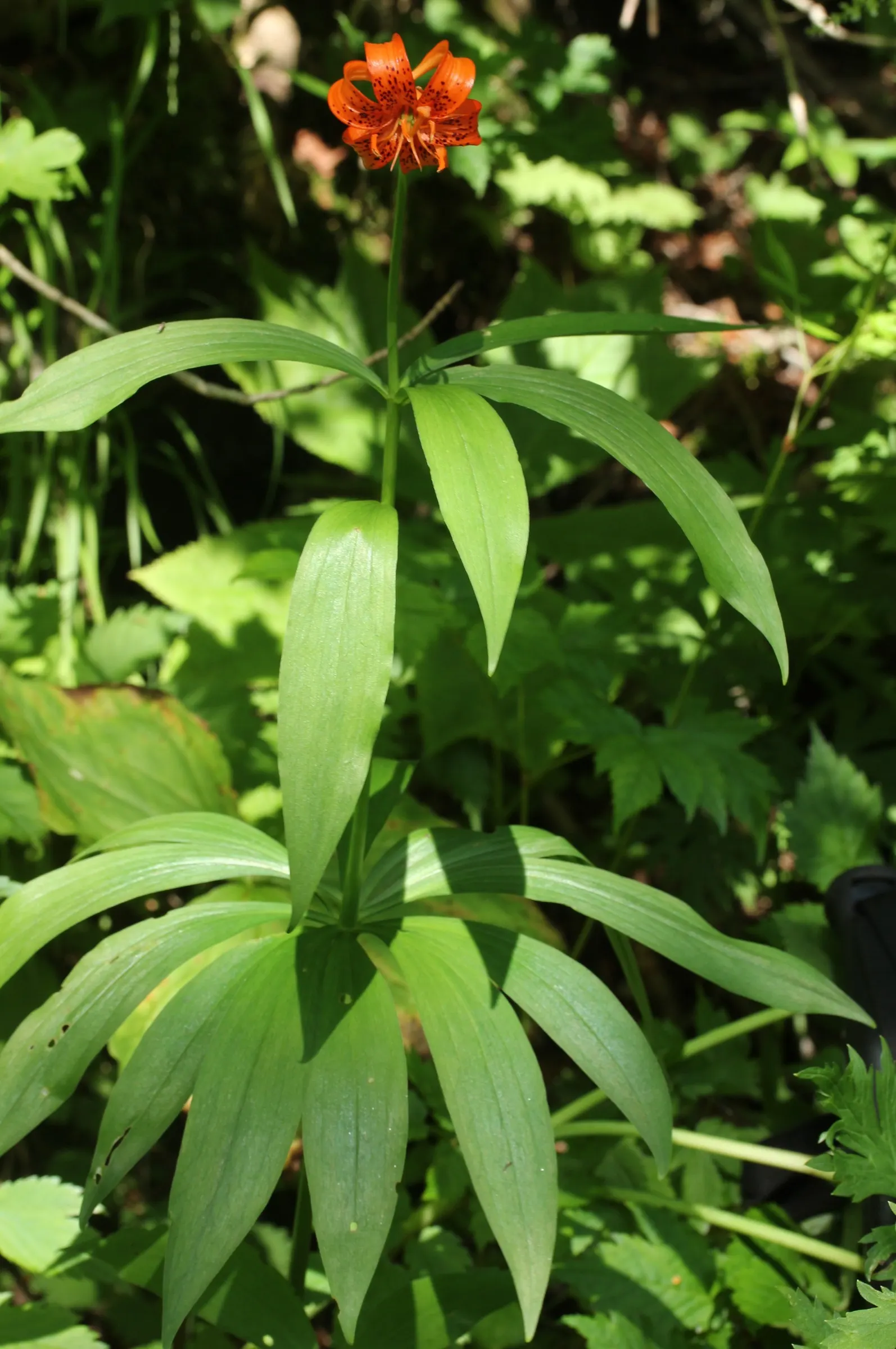 Lily Species (Lilium Hybrids) — you'll find their versatility in design and height variance, image 81