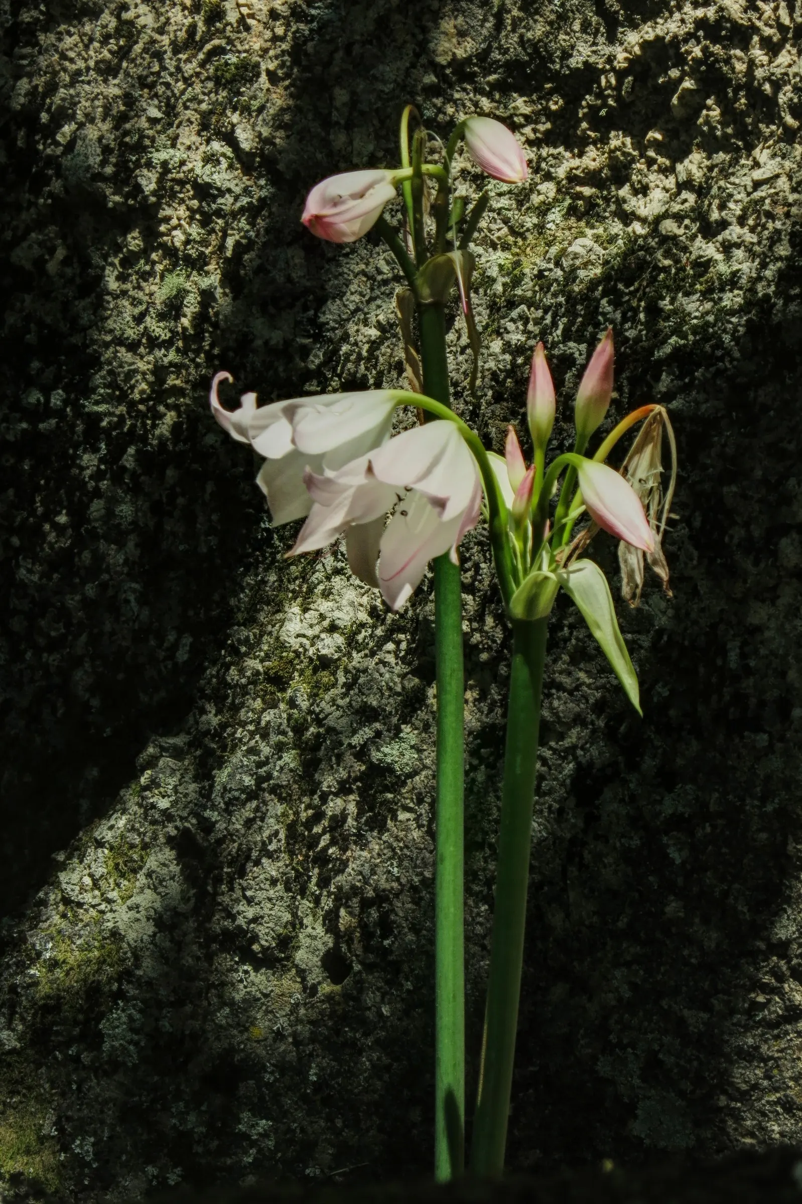 Lily Species (Lilium Hybrids) — Brief Description for Landscape Design Portfolio:\n\nLilium hybrids; with blossom sizes approximately 6 inches, image 185