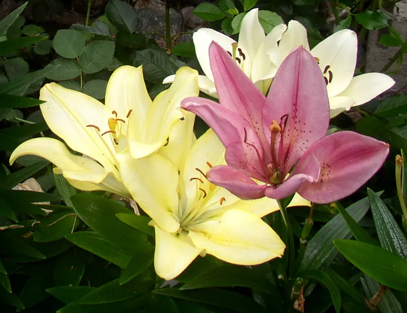 Lily Species (Lilium Hybrids) — Prefer well-drained soil and full sun to partial shade; consider using Lilium hybrids as focal points, image 190