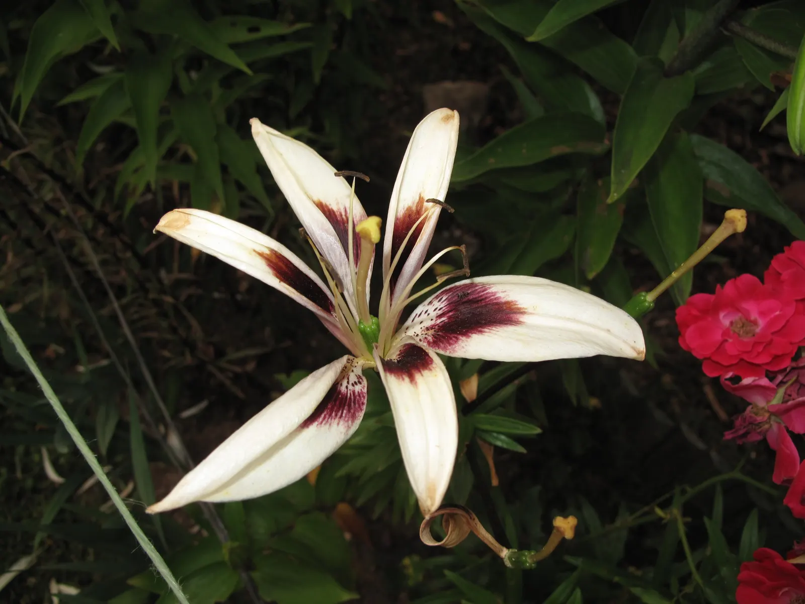 Lily Species (Lilium Hybrids) — consider using Lilium hybrids as focal points; or to create dramatic backdrops when planted en masse, image 177