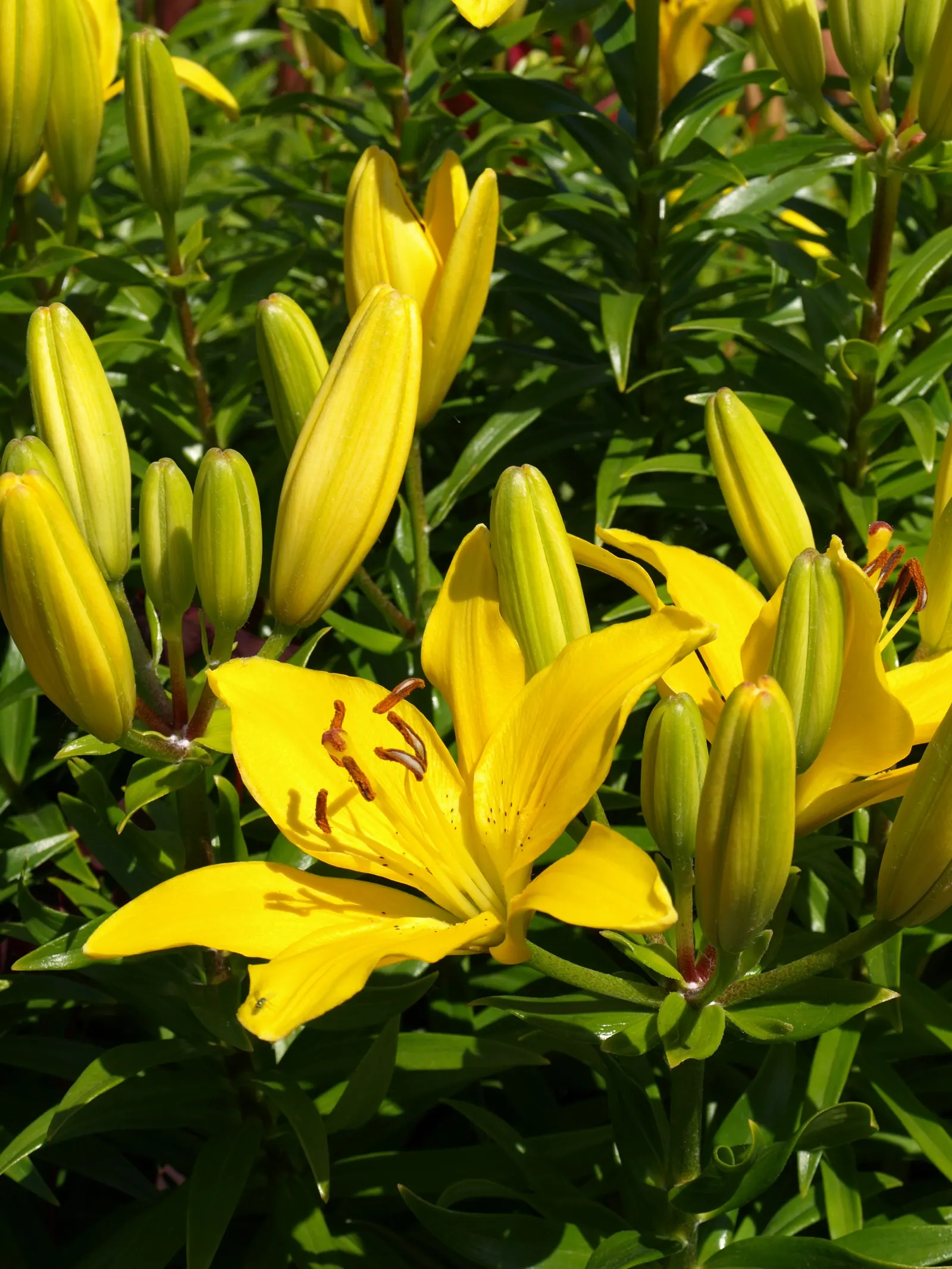 Lily Species (Lilium Hybrids) — They thrive under full sun to partial shade conditions, requiring at least 6 hours of sunlight daily; can reach up, image 83