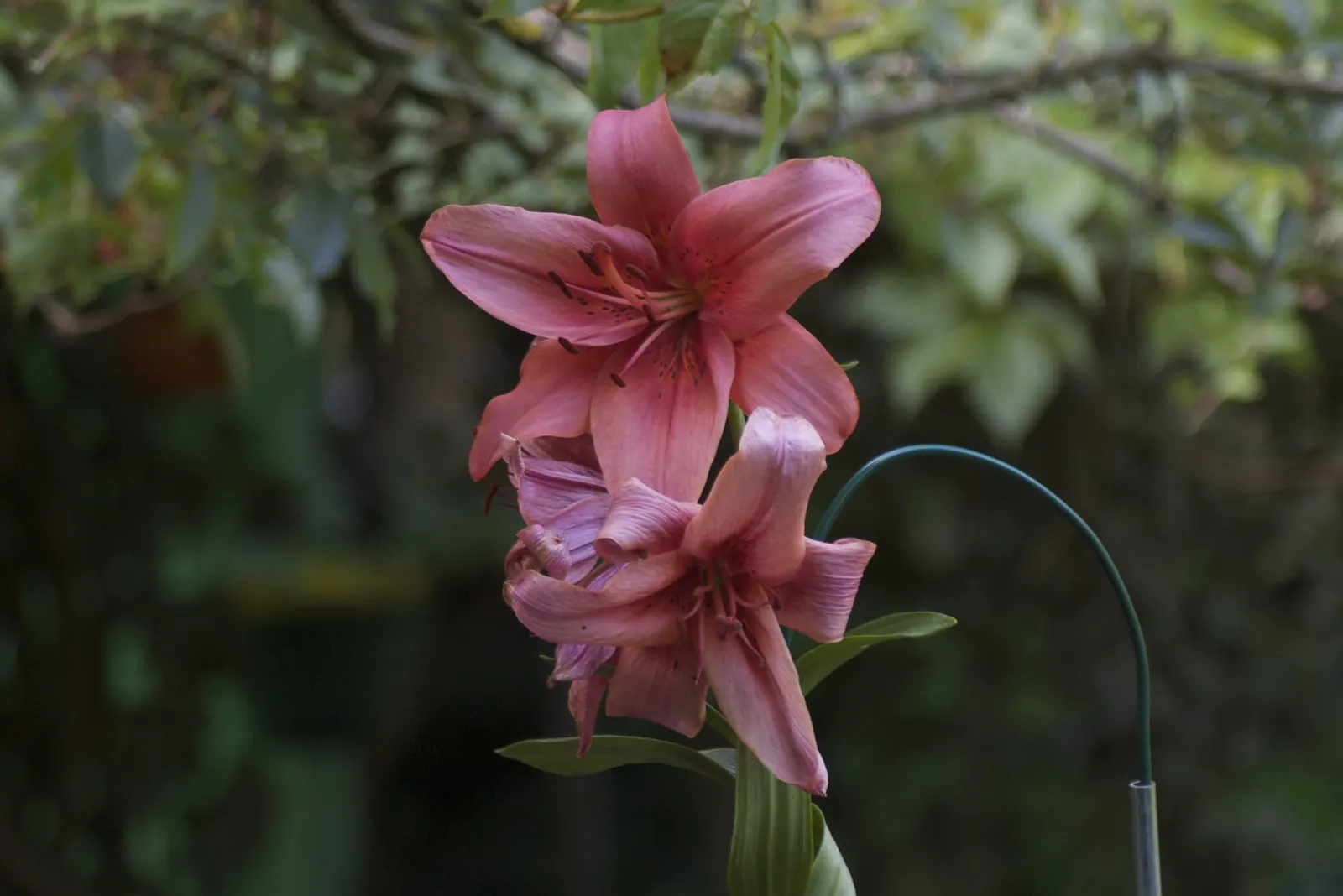 Lily Species (Lilium Hybrids) — Prefer well-drained soil and full sun to partial shade; consider using Lilium hybrids as focal points, image 98
