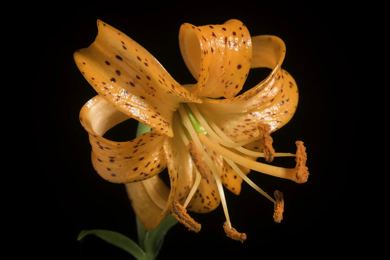 Lily Species (Lilium Hybrids) — bulb for full or half; often fragrant flowers that can captivate the senses and elevate the aesthetic of any garden, image 184