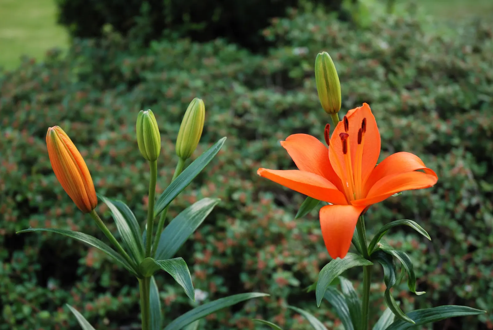 Lily Species (Lilium Hybrids) — often fragrant flowers that can captivate the senses and elevate the aesthetic of any garden; bulb with multi-colored and white