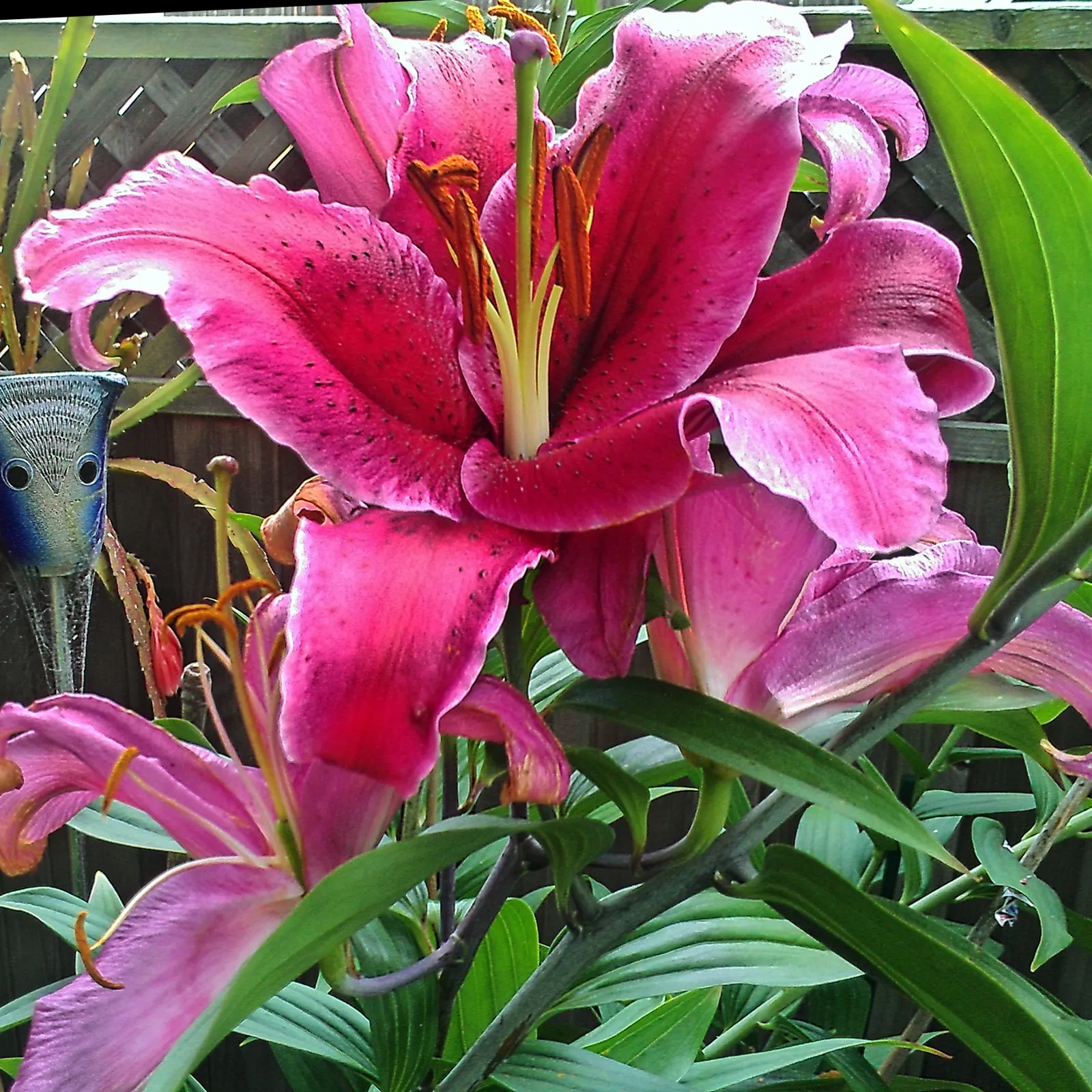 Lily Species (Lilium Hybrids) — consider using Lilium hybrids as focal points; or to create dramatic backdrops when planted en masse, image 131