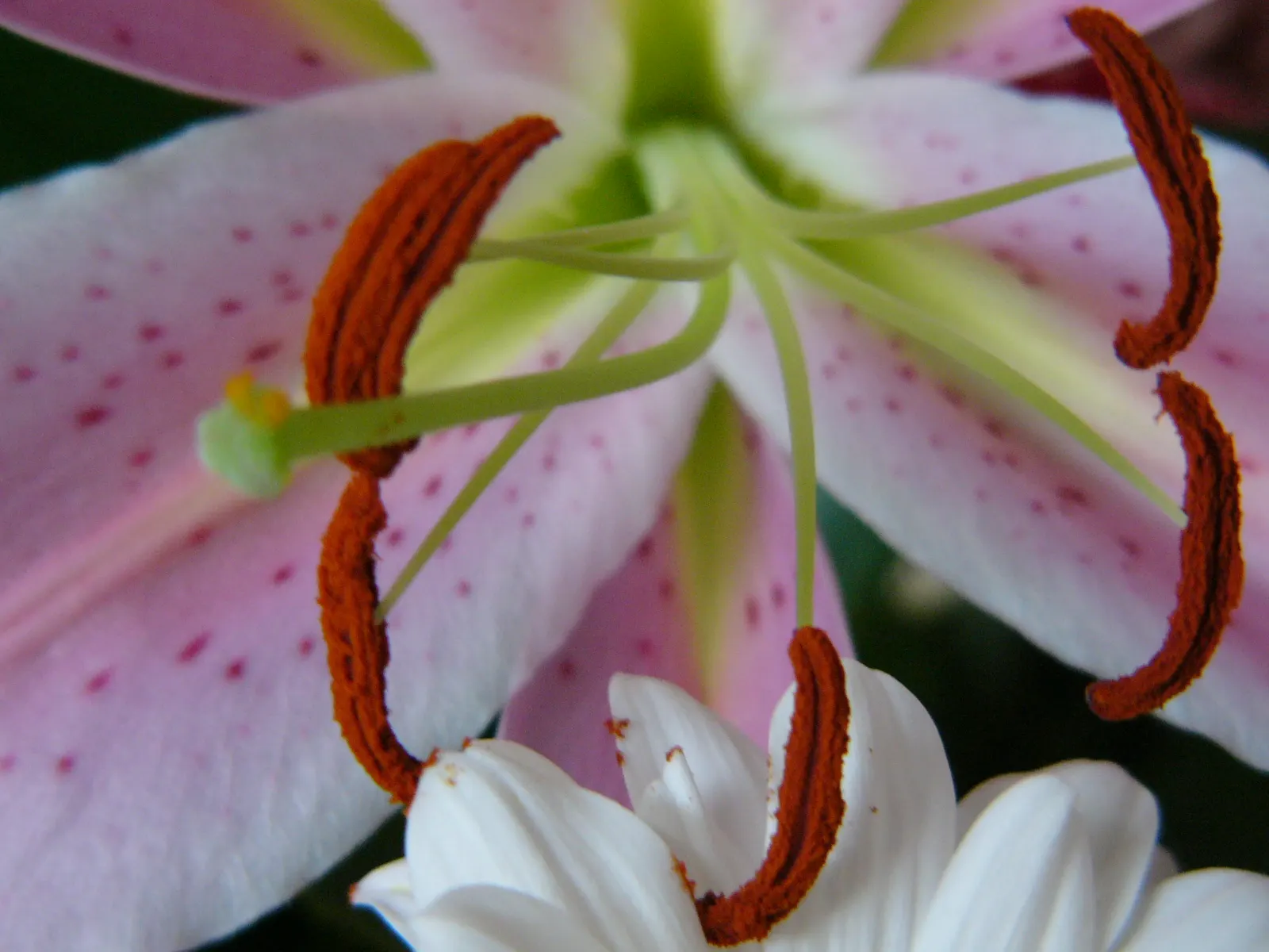 Lily Species (Lilium Hybrids) — these hybrids have been selectively bred to enhance particular features such as color; these perennial bulbs flower, image 149