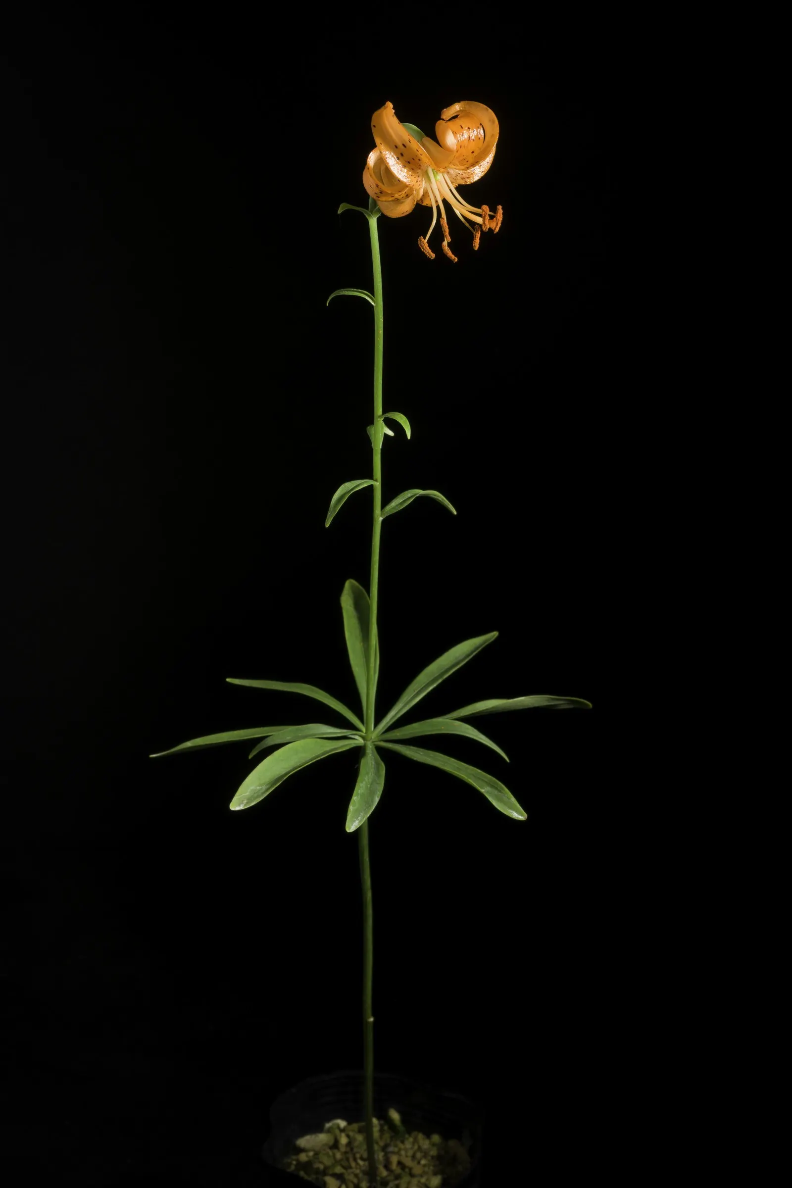 Lily Species (Lilium Hybrids) — Prefer well-drained soil and full sun to partial shade; consider using Lilium hybrids as focal points, image 213