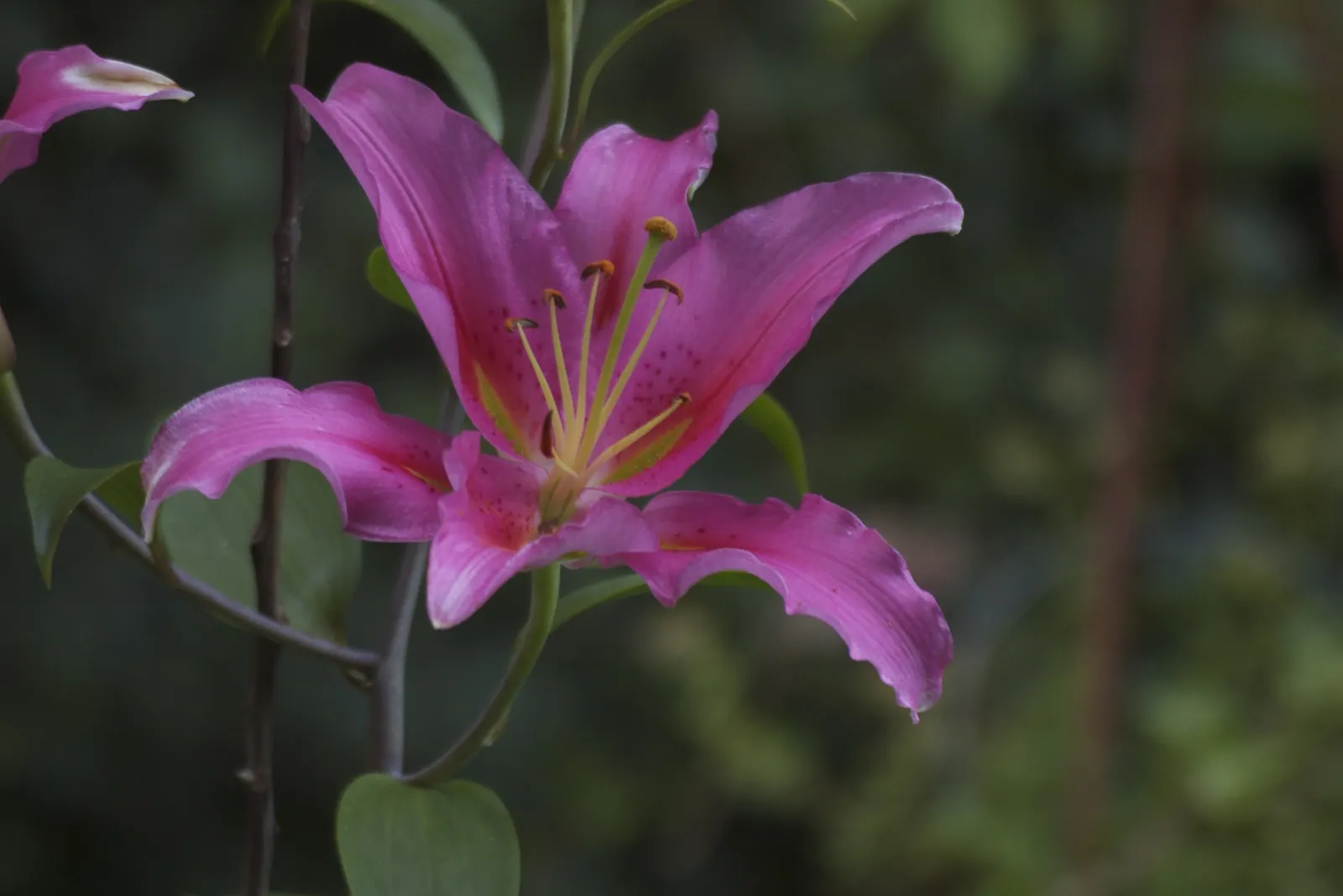 Lily Species (Lilium Hybrids) — Annual mulching is advised to protect bulbs in winter; ideal for accents in beds and borders or as dramatic focal, image 100