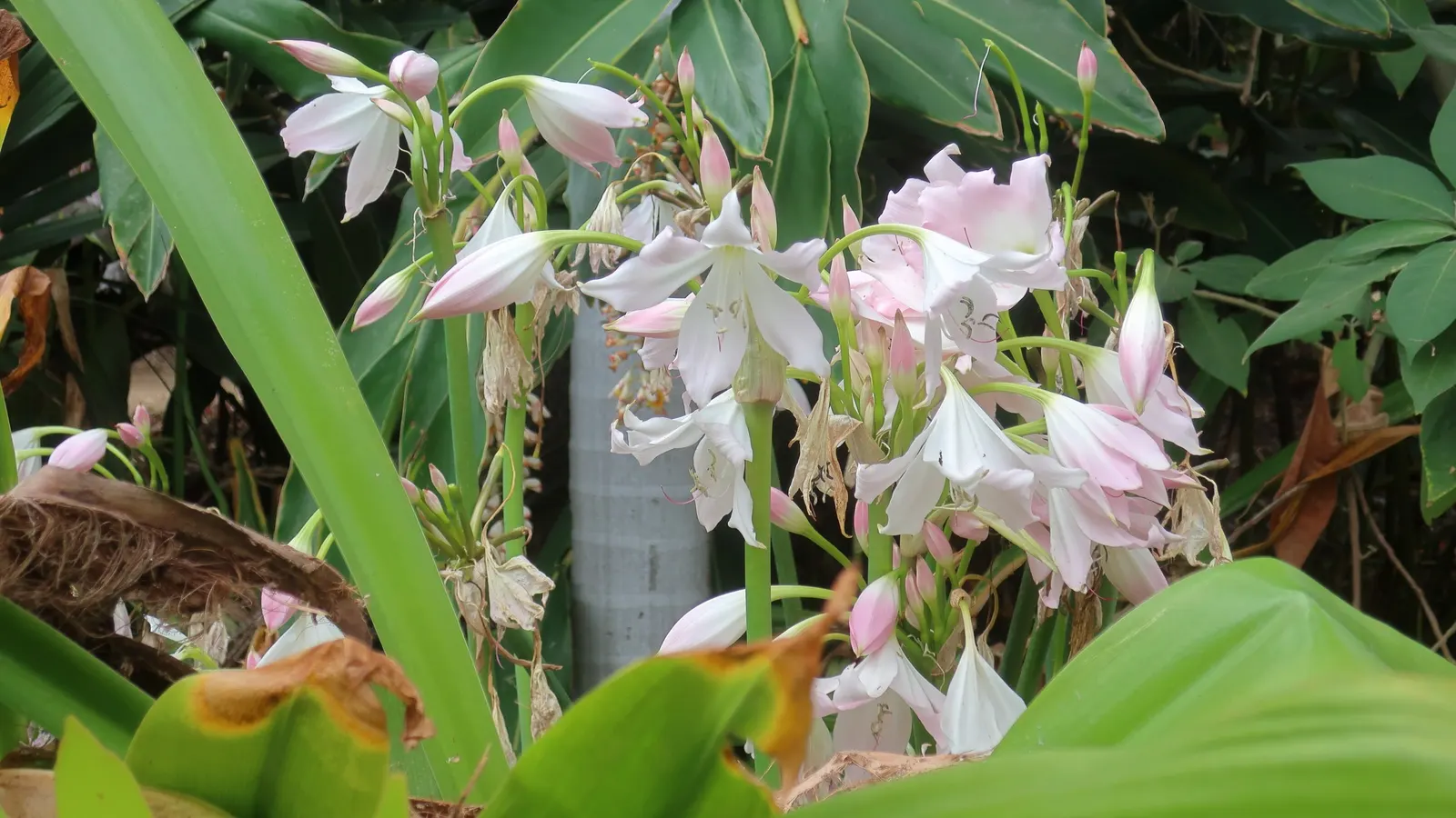 Lily Species (Lilium Hybrids) — consider using Lilium hybrids as focal points; or to create dramatic backdrops when planted en masse, image 85