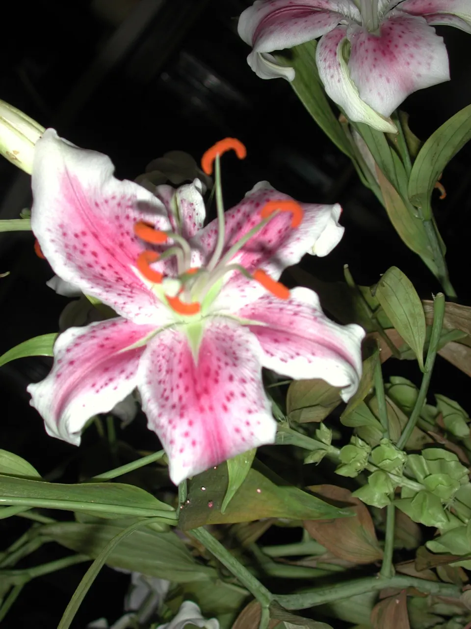 Lily Species (Lilium Hybrids) — esteemed for their vibrant blooms; these hybrids have been selectively bred to enhance particular features such as color