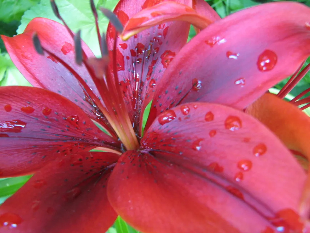 Lily Species (Lilium Hybrids) — bulb with multi-colored and white and yellow blooms