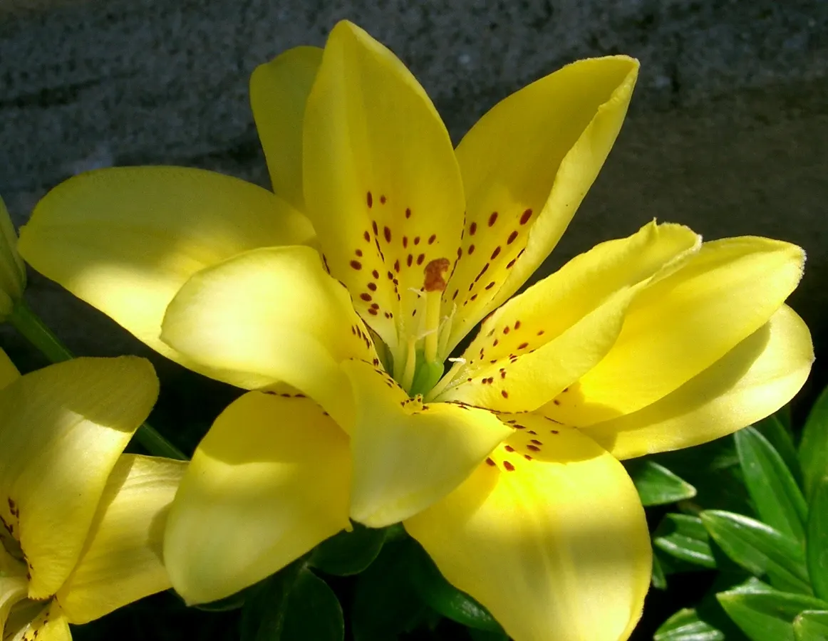 Lily Species (Lilium Hybrids) — These perennial bulbs flower mid-summer, offering a color range from whites to deep reds; commonly referred to as, image 189