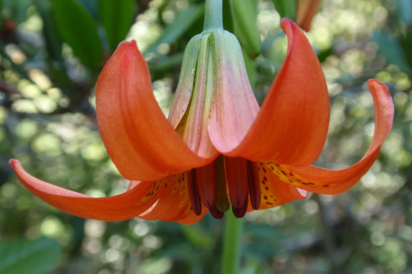 Lily Species (Lilium Hybrids) — these hybrids have been selectively bred to enhance particular features such as color; these perennial bulbs flower, image 218