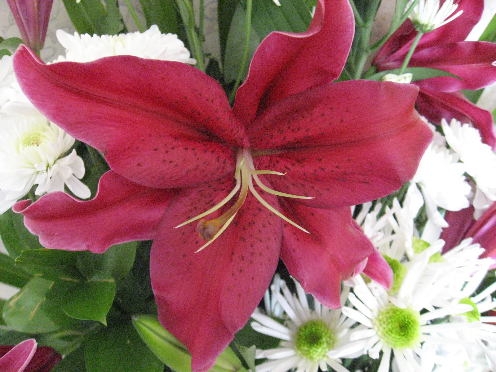 Lily Species (Lilium Hybrids) — commonly referred to as hybrid lilies