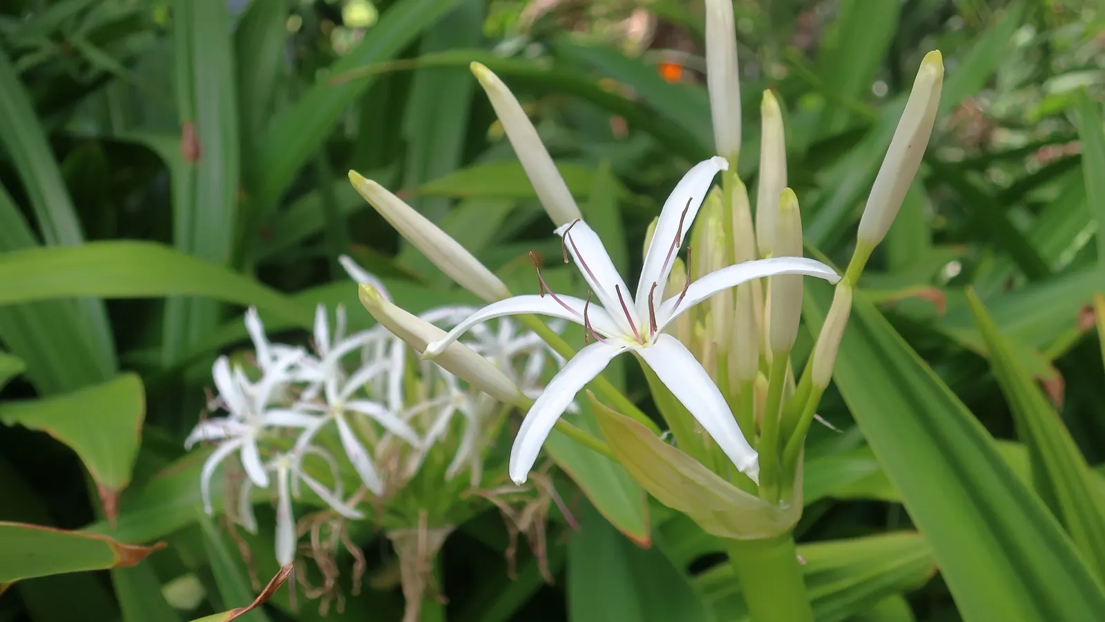 Lily Species (Lilium Hybrids) — Hybrid lilies bloom from early to late summer, with each flower lasting approximately 2 to 3 weeks; originating, image 199