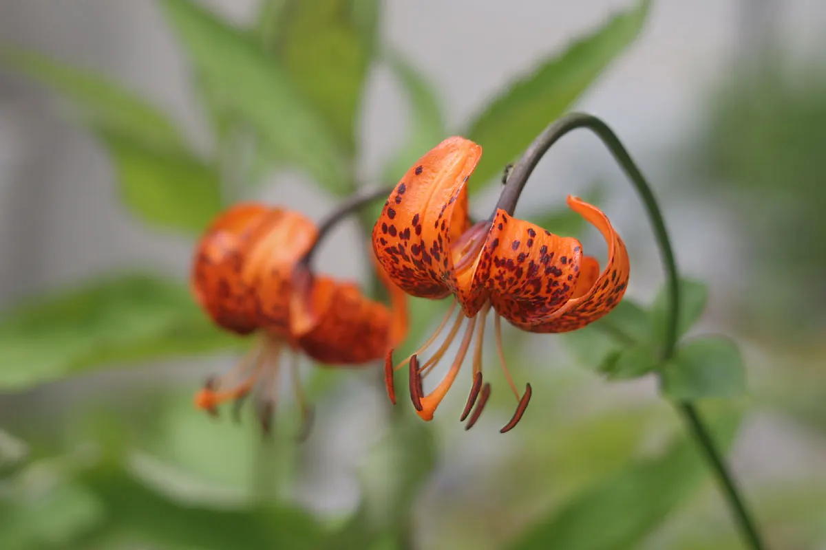 Lily Species (Lilium Hybrids) — often fragrant flowers that can captivate the senses and elevate the aesthetic of any garden; bulb with, image 181