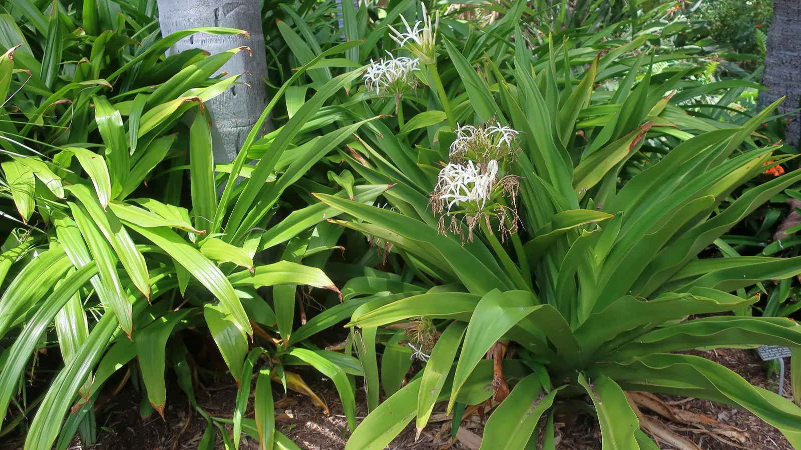 Lily Species (Lilium Hybrids) — Originating from several species in the genus Lilium; multi-colored and white and yellow flowers in the garden, image 217