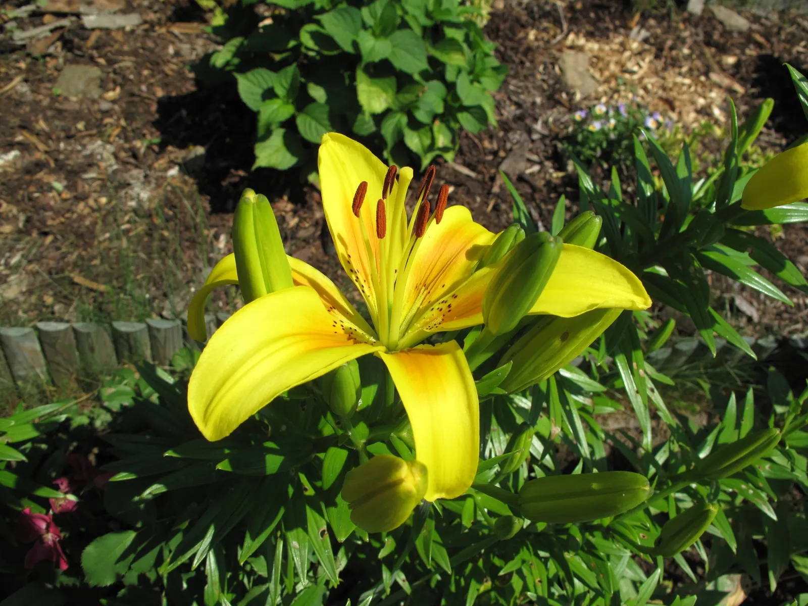 Lily Species (Lilium Hybrids) — Ideal for accents in beds and borders or as dramatic focal points; bulb for full or half