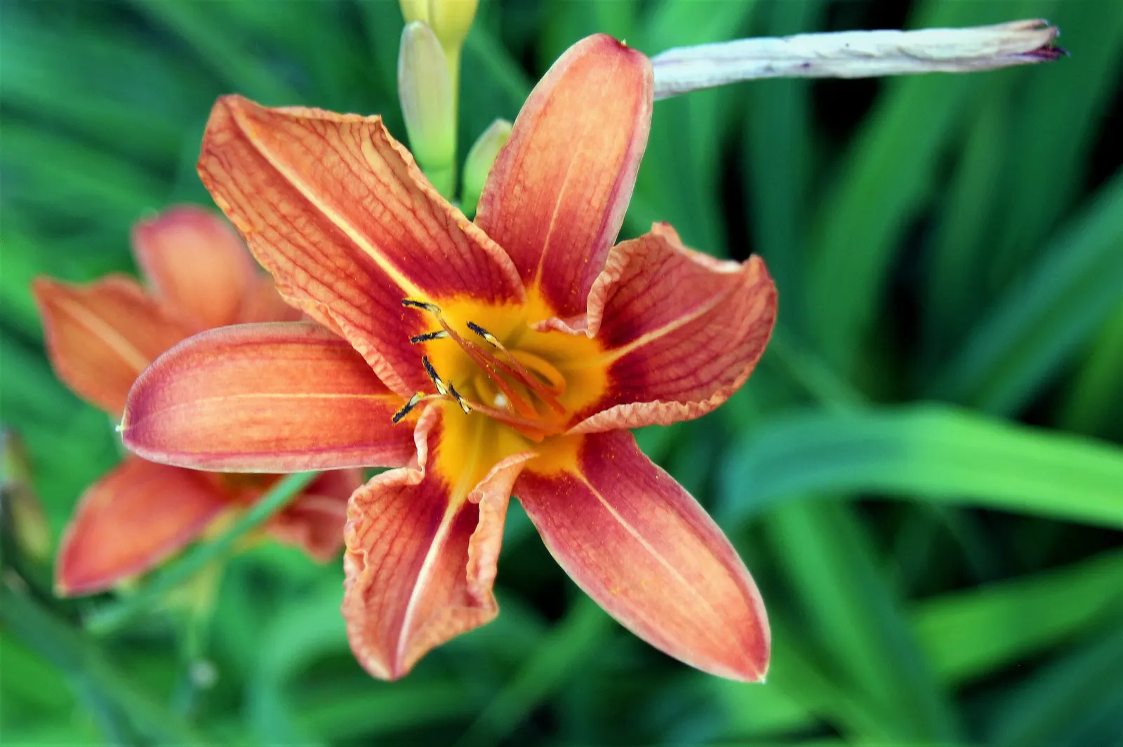 Lily Species (Lilium Hybrids) — Prefer well-drained soil and full sun to partial shade; consider using Lilium hybrids as focal points, image 144