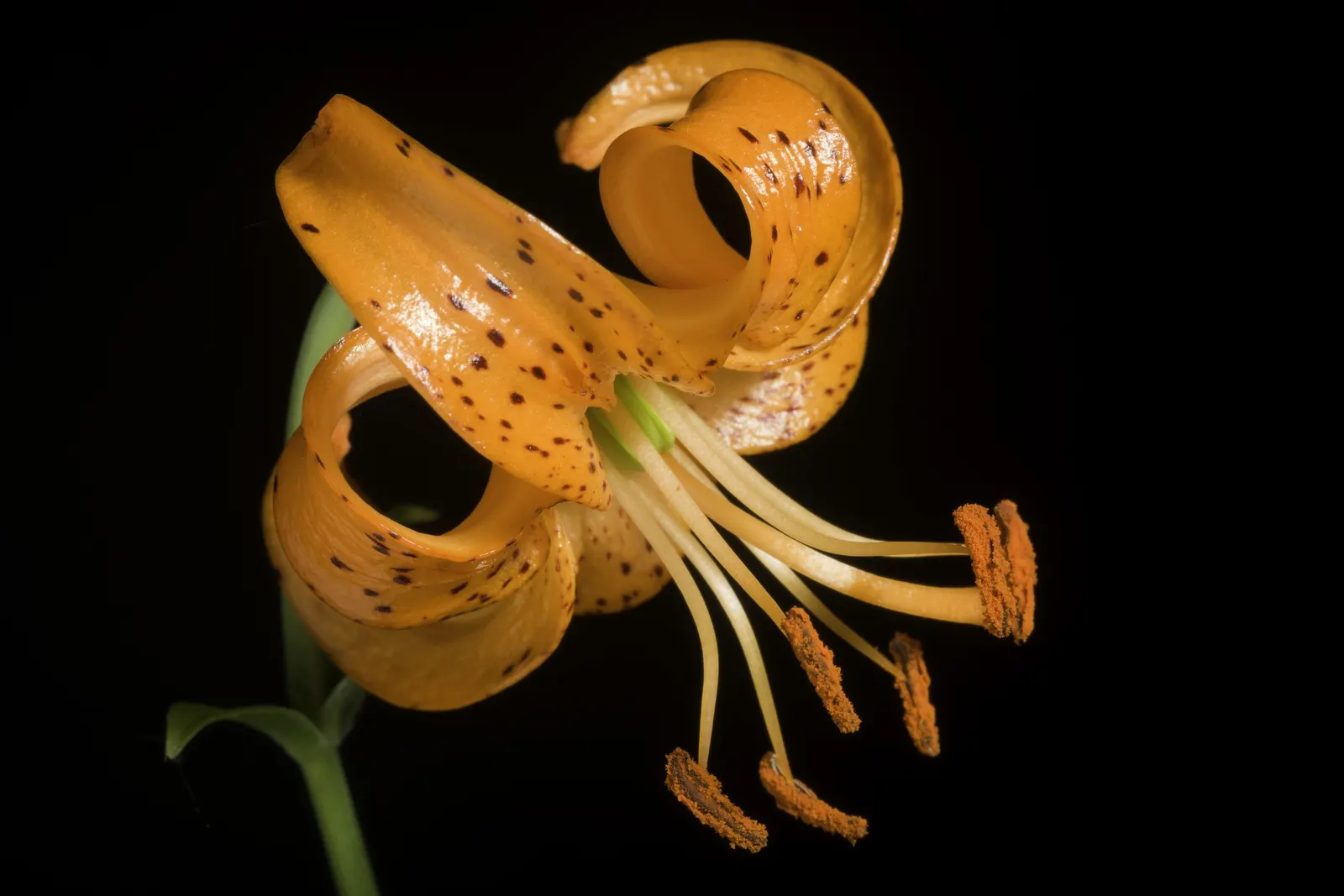 Lily Species (Lilium Hybrids) — bulb for full or half; often fragrant flowers that can captivate the senses and elevate the aesthetic of any garden, image 207