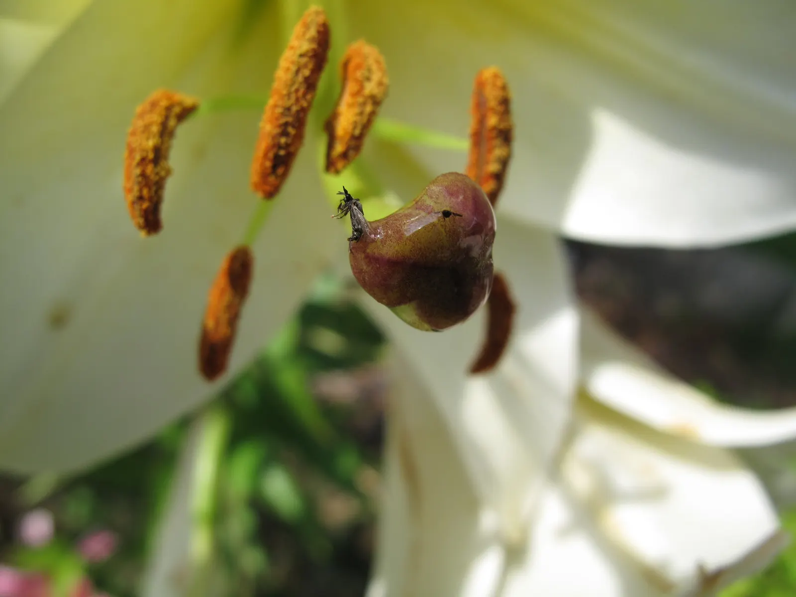 Lily Species (Lilium Hybrids) — you'll find their versatility in design and height variance, image 127