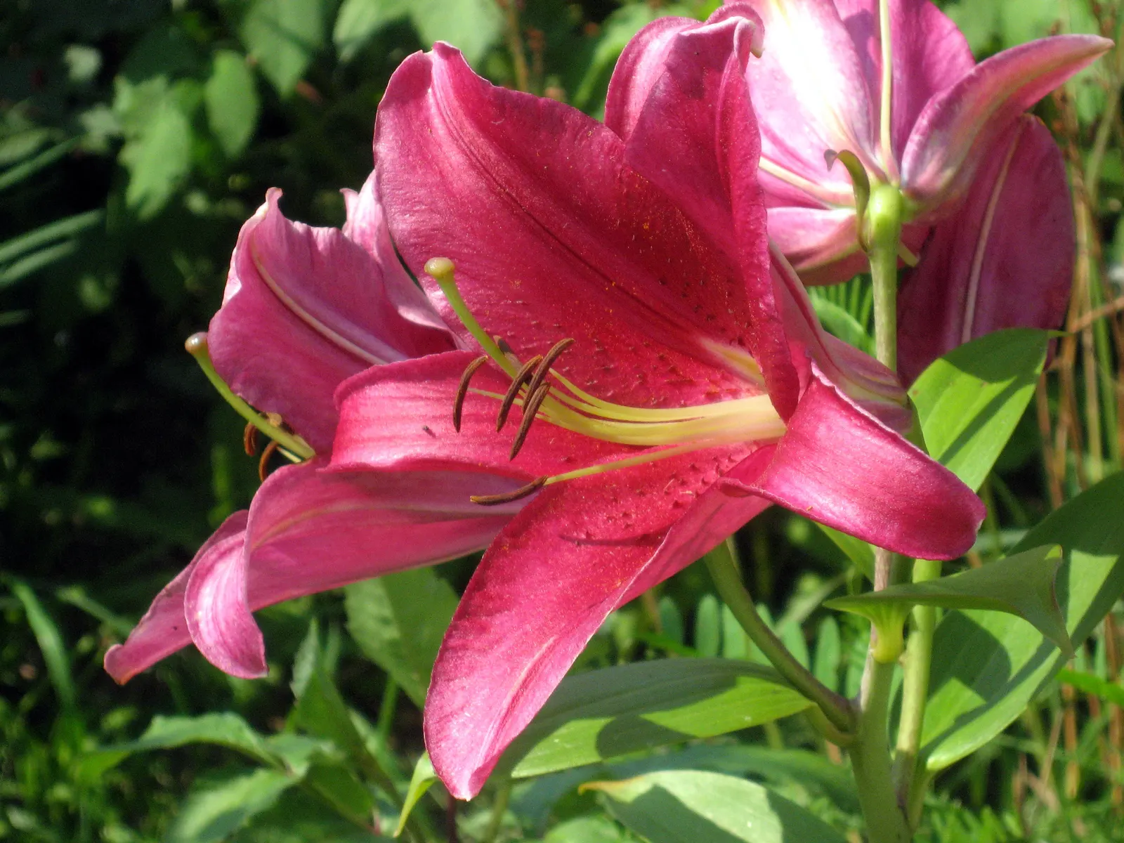 Lily Species (Lilium Hybrids) — esteemed for their vibrant blooms; these hybrids have been selectively bred to enhance particular features such as, image 163