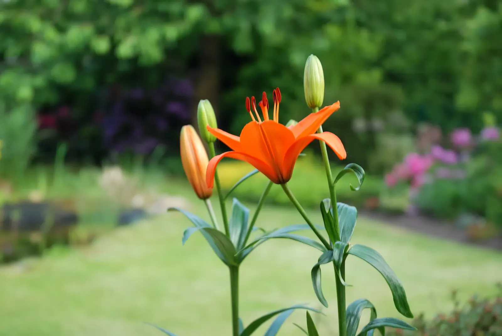 Lily Species (Lilium Hybrids) — ranging from compact varieties at 2 to 3 feet to towering types reaching up to 6 feet; to ensure a successful, image 82