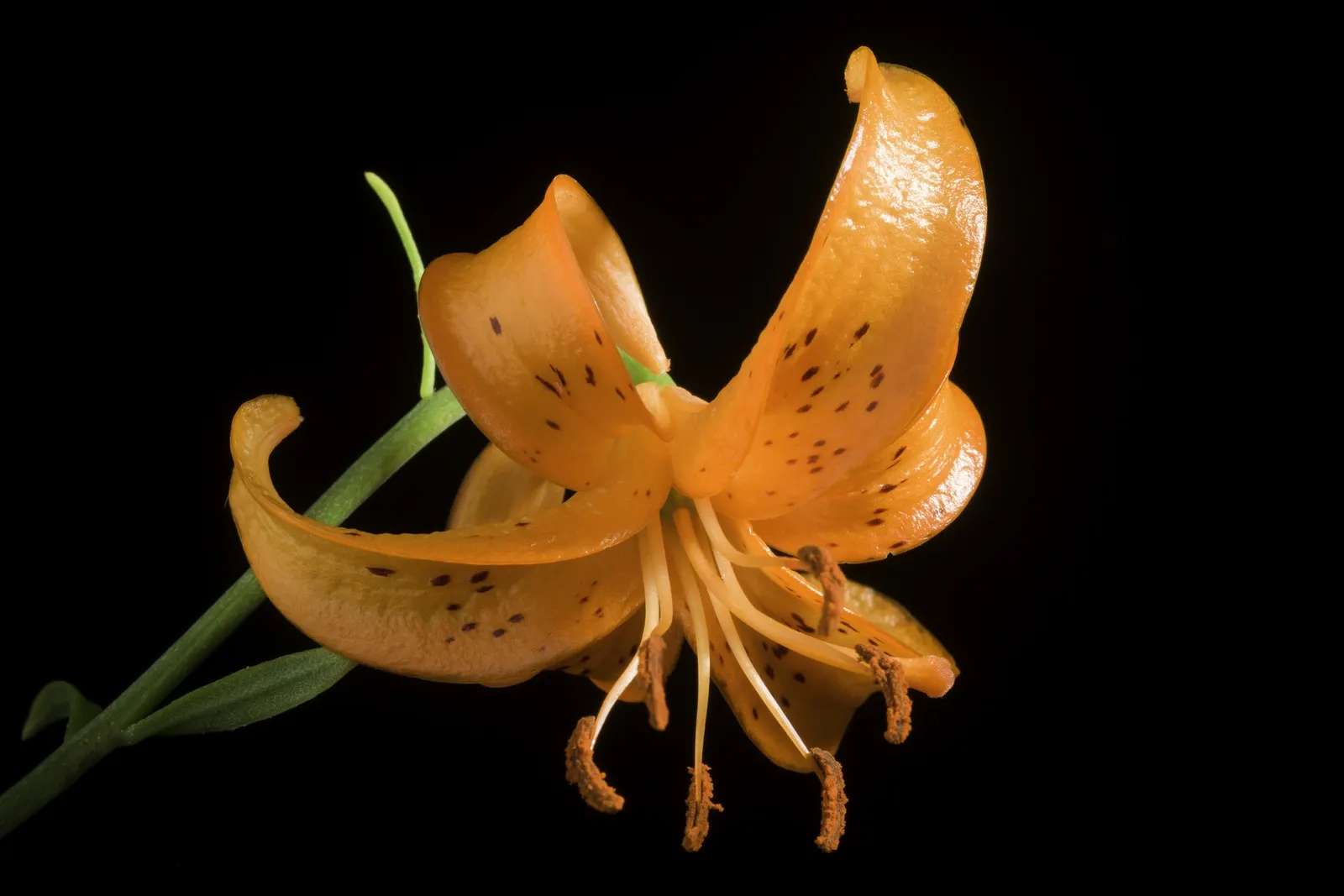 Lily Species (Lilium Hybrids) — Originating from several species in the genus Lilium; multi-colored and white and yellow flowers in the garden, image 79