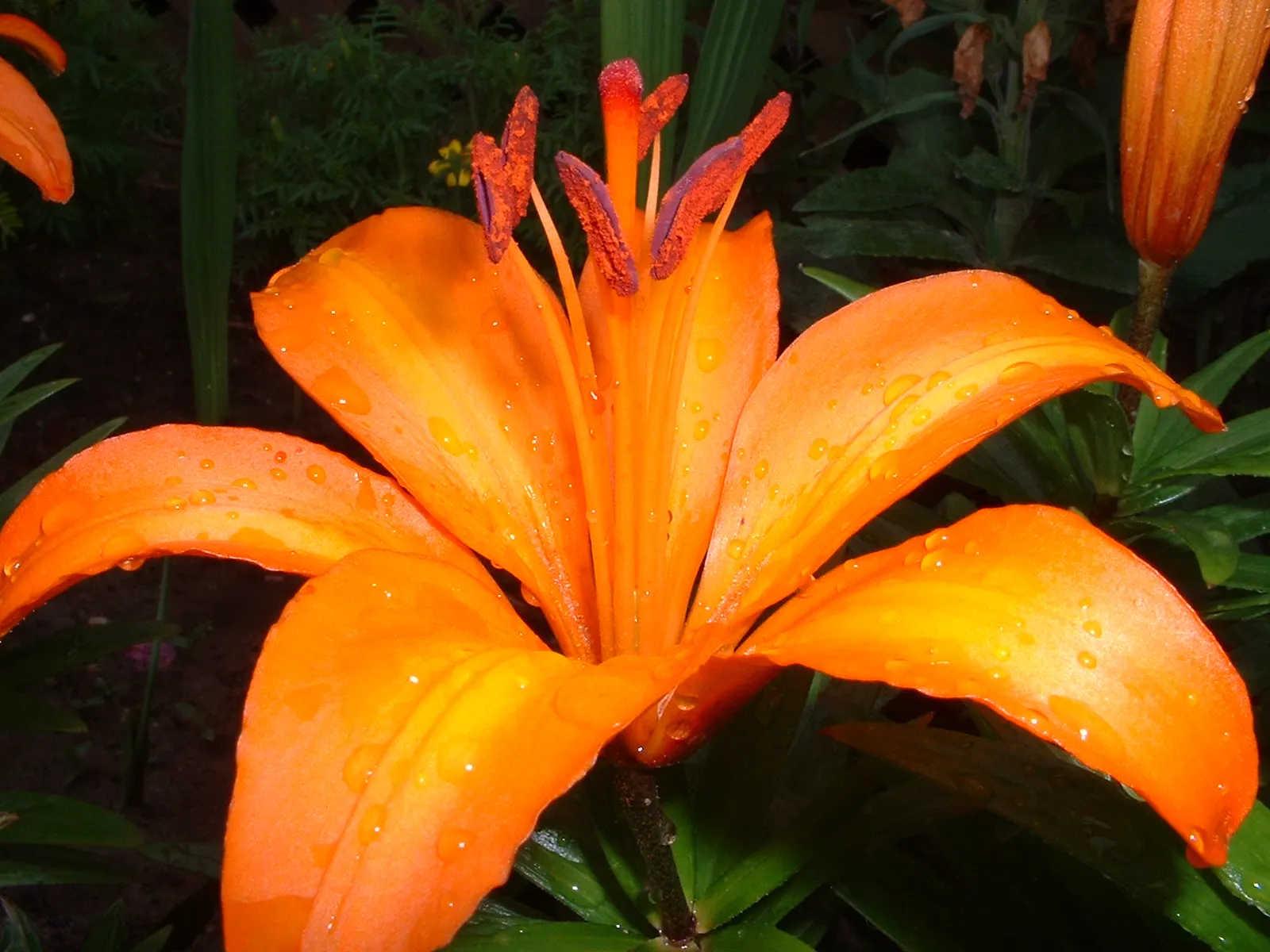 Lily Species (Lilium Hybrids) — bulb with multi-colored and white and yellow blooms; ranging from compact varieties at 2 to 3 feet to towering types reaching