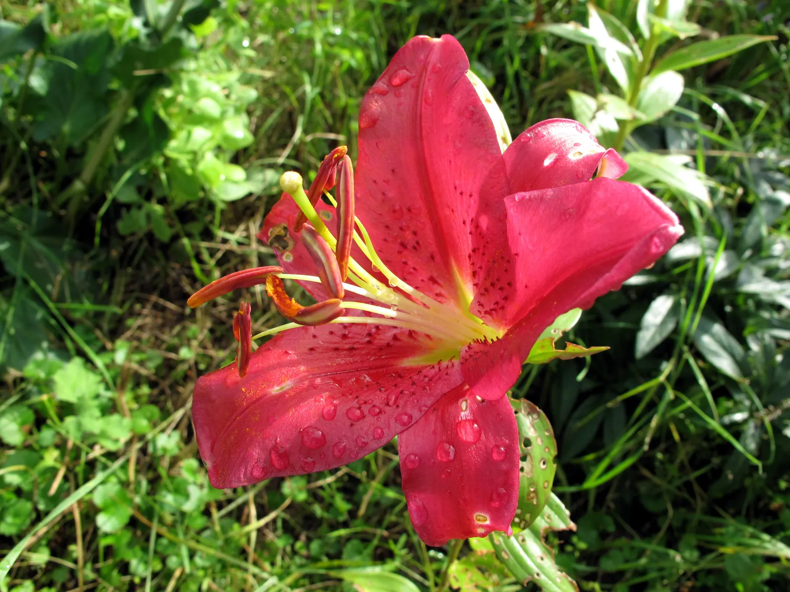 Lily Species (Lilium Hybrids) — Originating from several species in the genus Lilium; multi-colored and white and yellow flowers in the garden, image 148