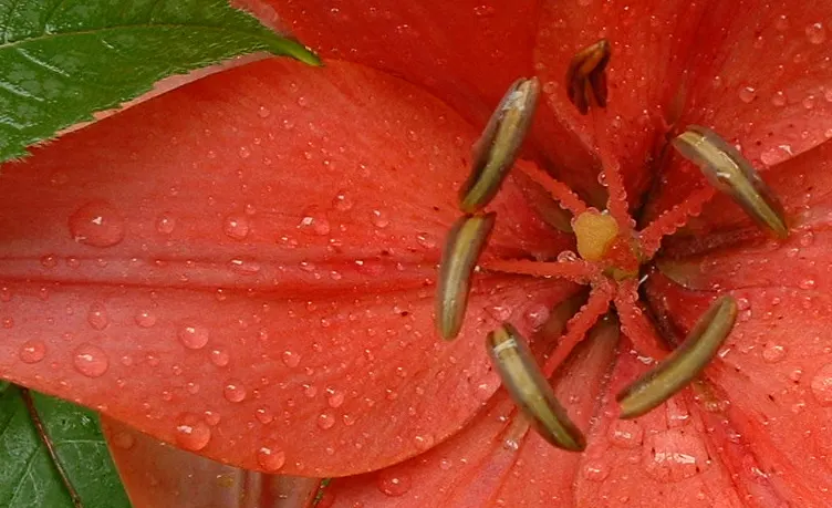 Lily Species (Lilium Hybrids) — To ensure a successful bloom, add a layer of mulch to conserve moisture and regulate soil temperature; hybrid, image 65