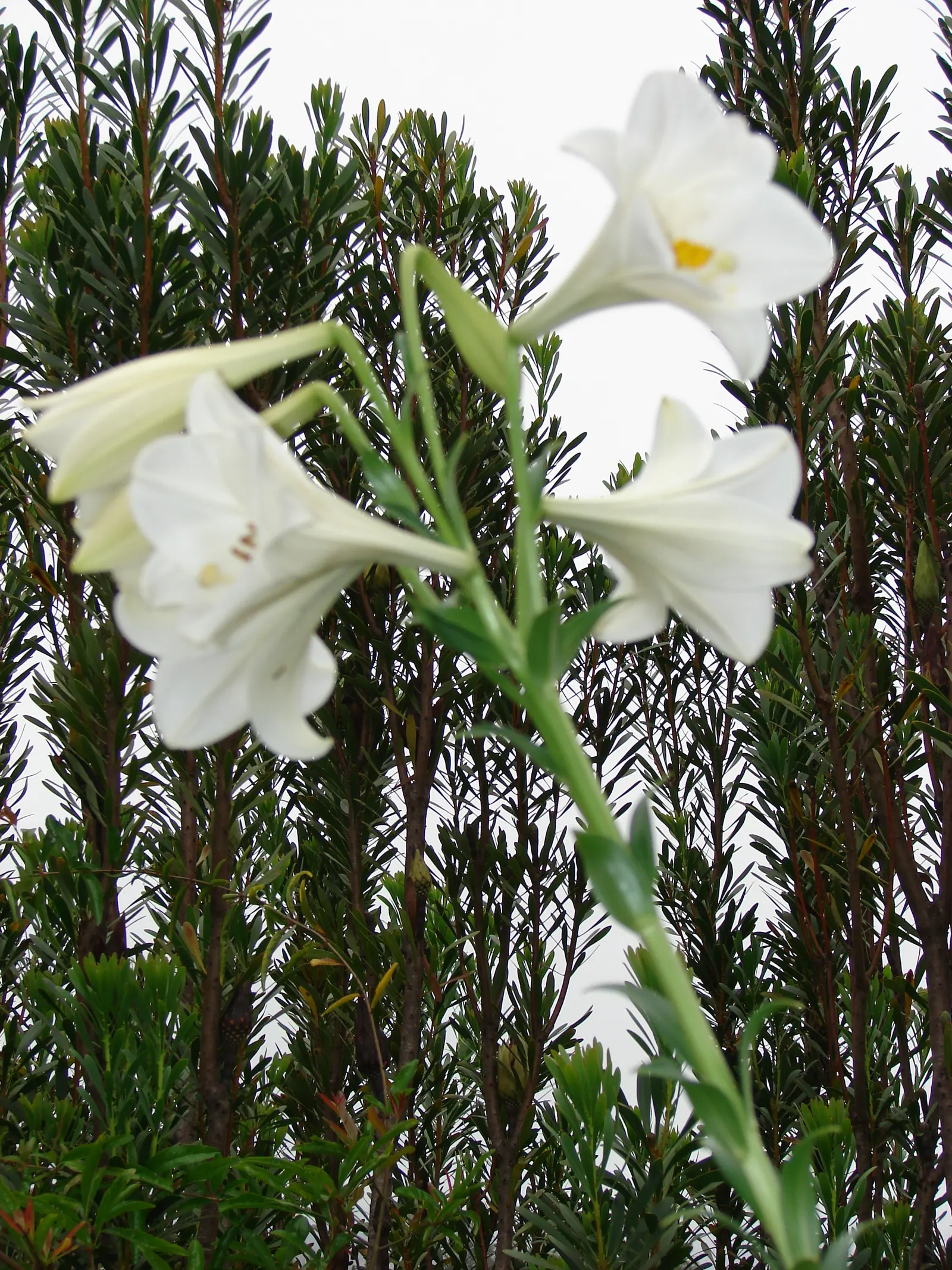 Lily Species (Lilium Hybrids) — multi-colored and white and yellow flowers in the garden; prefer well-drained soil and full sun to partial shade