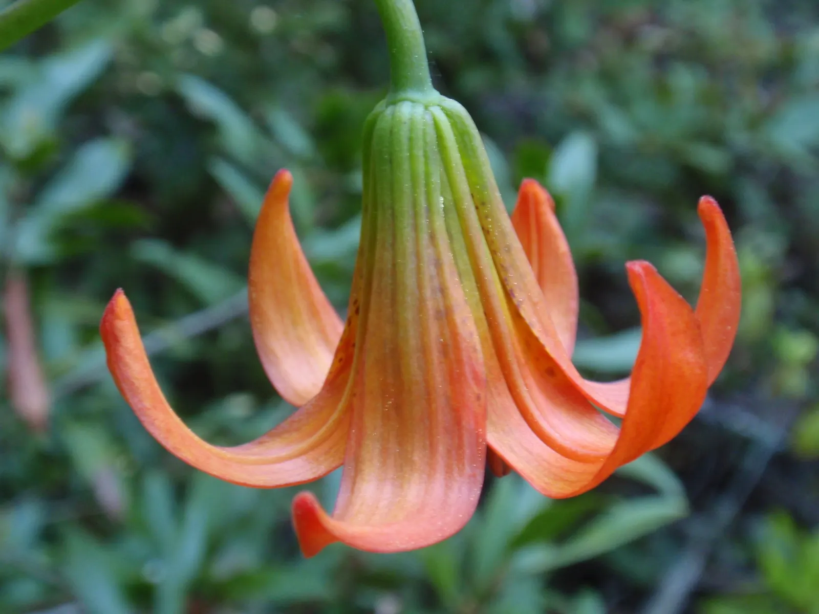 Lily Species (Lilium Hybrids) — you'll find their versatility in design and height variance, image 196