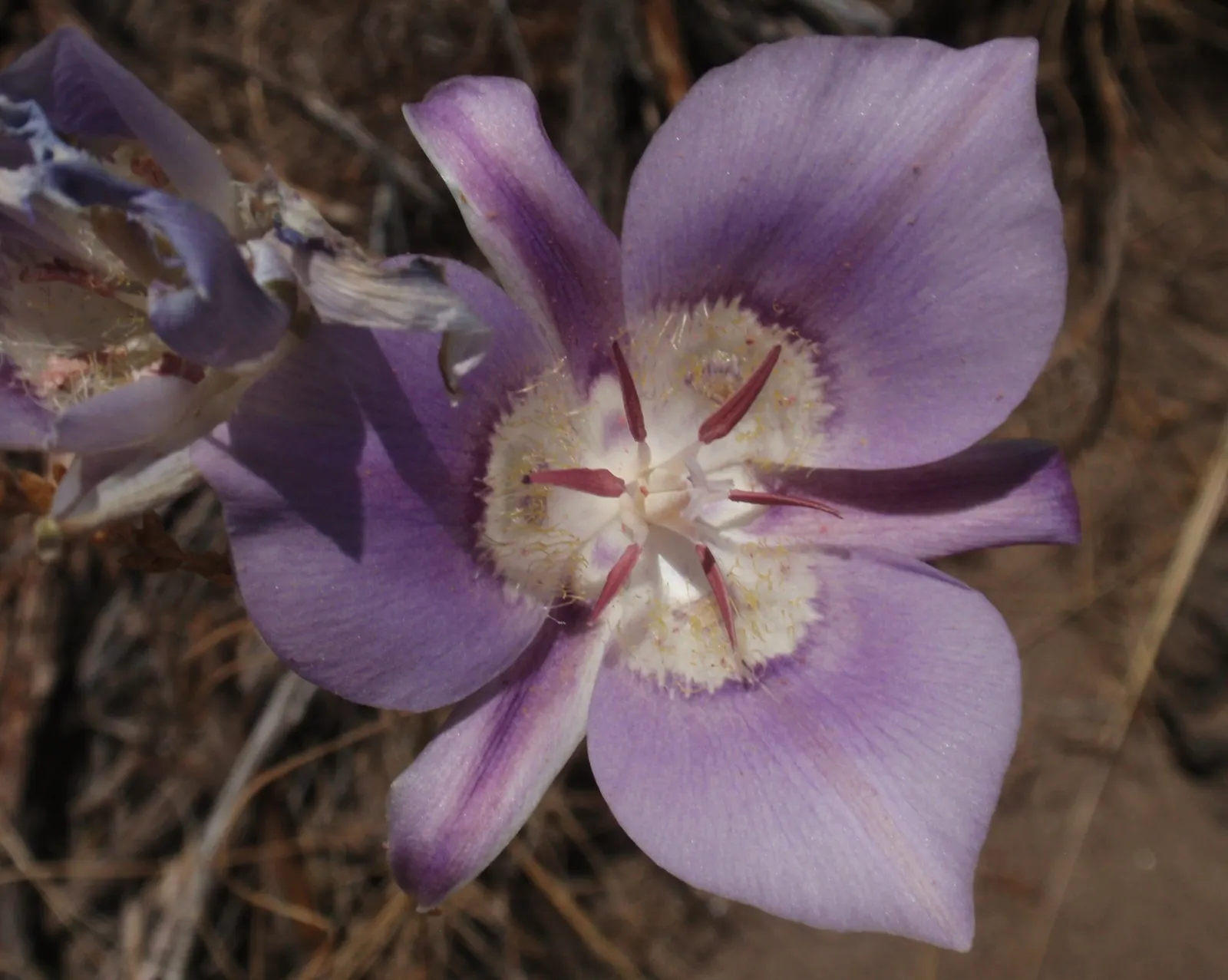 Lily Species (Lilium Hybrids) — esteemed for their vibrant blooms; these hybrids have been selectively bred to enhance particular features such as, image 117