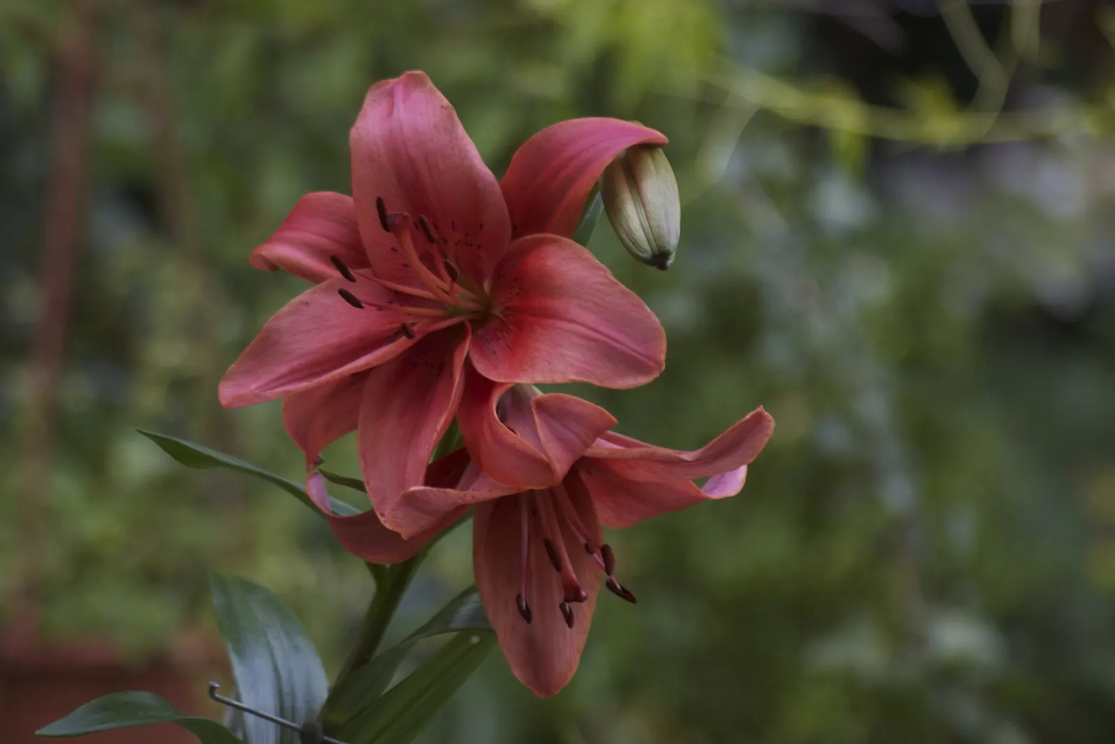 Lily Species (Lilium Hybrids) — Ideal for accents in beds and borders or as dramatic focal points; bulb for full or half, image 122