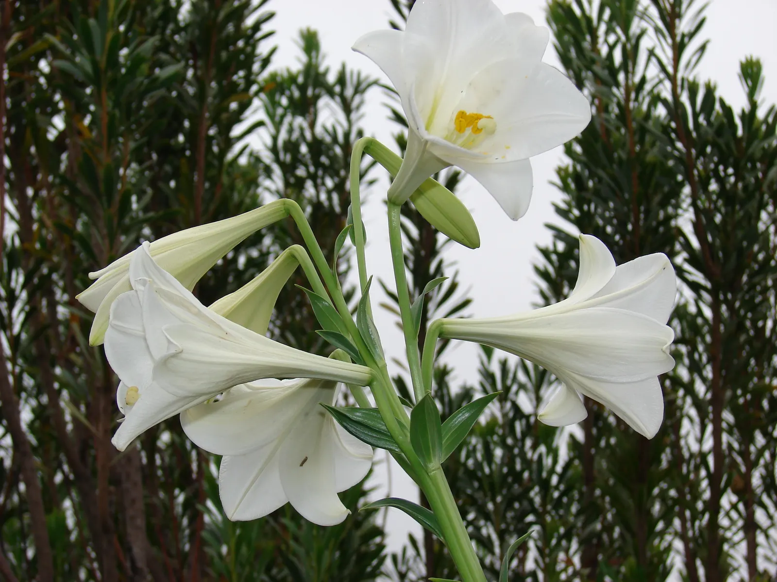 Lily Species (Lilium Hybrids) — Ideal for accents in beds and borders or as dramatic focal points; bulb for full or half, image 191