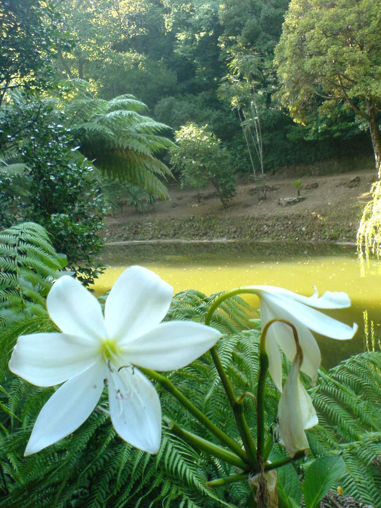 Lily Species (Lilium Hybrids) — They thrive under full sun to partial shade conditions, requiring at least 6 hours of sunlight daily; can reach up, image 106
