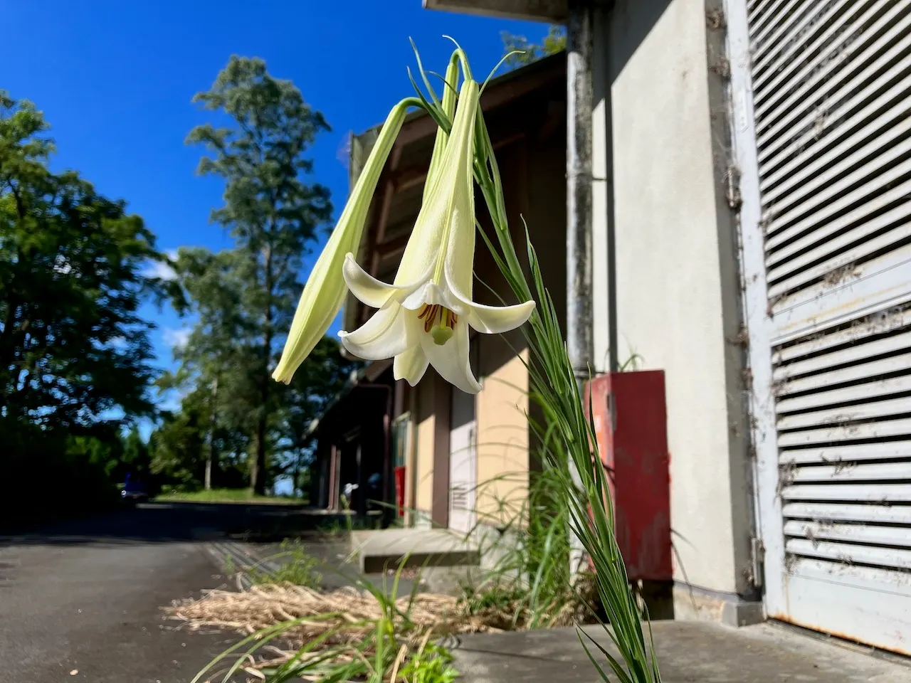 Lily Species (Lilium Hybrids) — multi-colored and white and yellow flowers in the garden