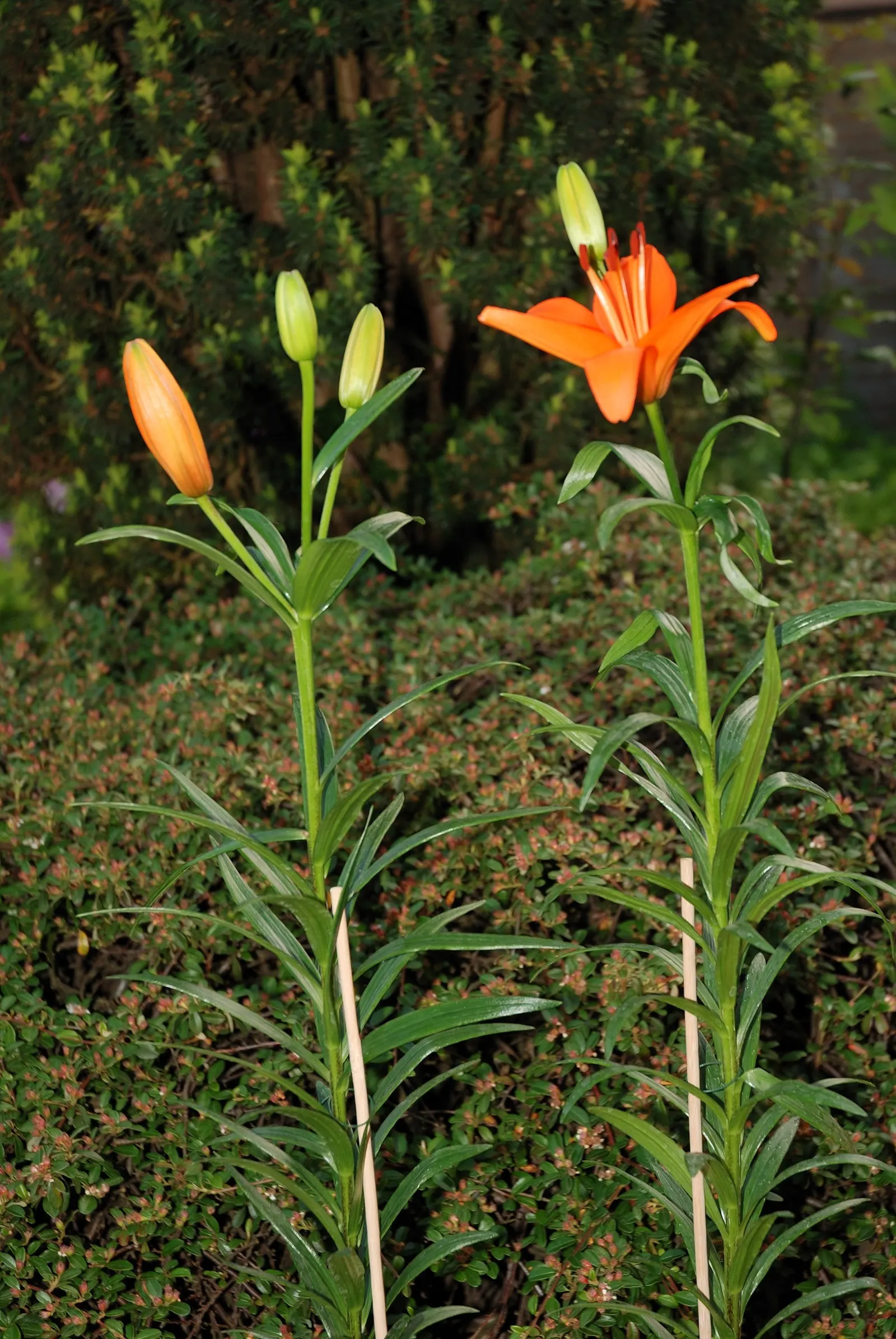 Lily Species (Lilium Hybrids) — Brief Description for Landscape Design Portfolio:\n\nLilium hybrids