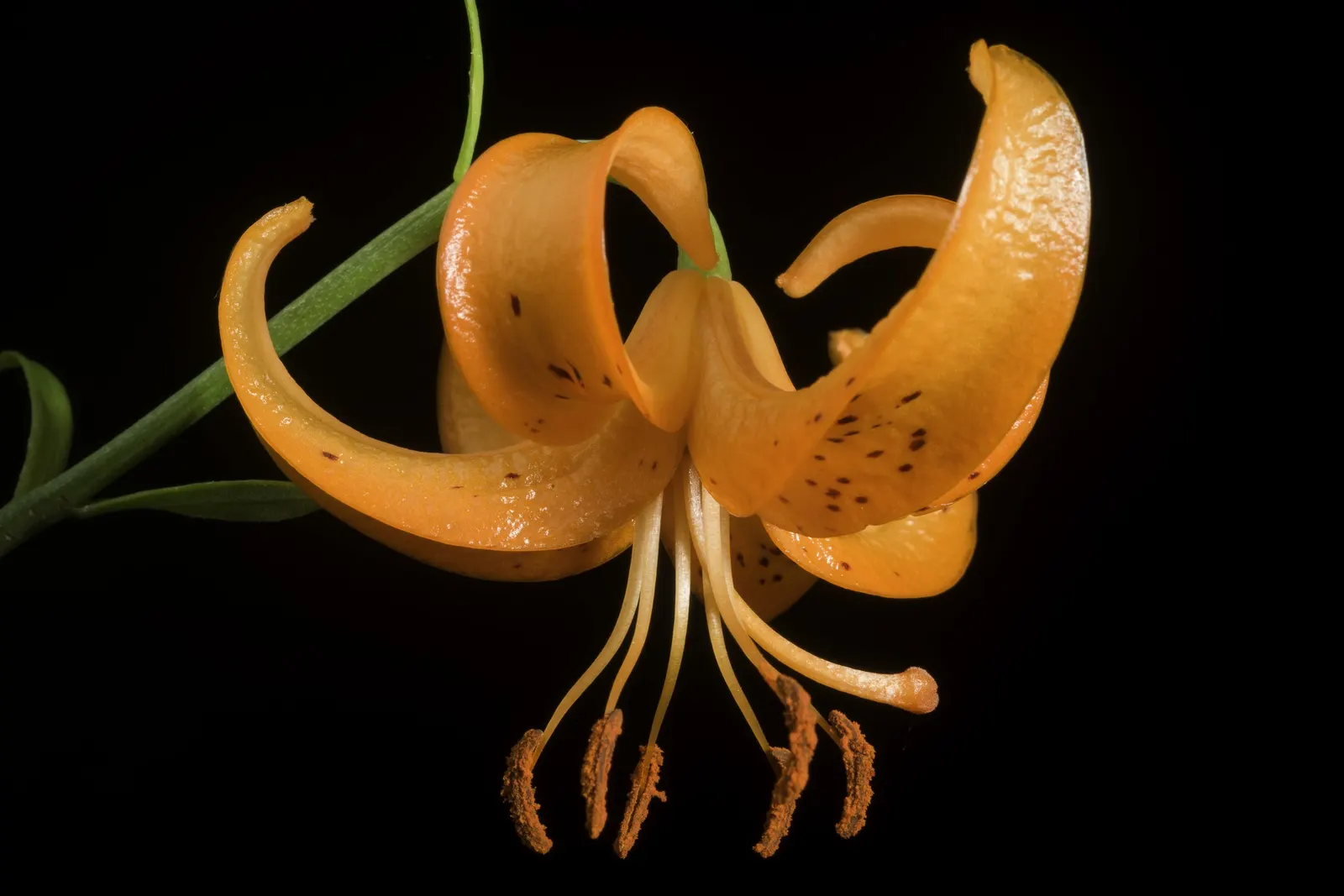 Lily Species (Lilium Hybrids) — Ideal for accents in beds and borders or as dramatic focal points; bulb for full or half, image 53