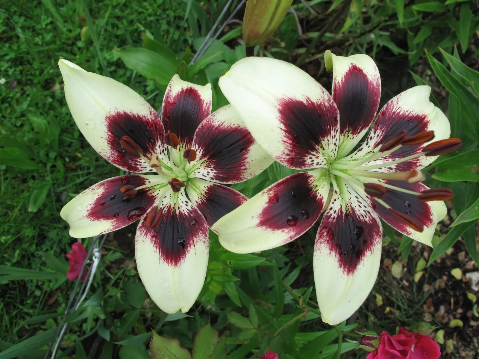 Lily Species (Lilium Hybrids) — Brief Description for Landscape Design Portfolio:\n\nLilium hybrids; with blossom sizes approximately 6 inches, image 208