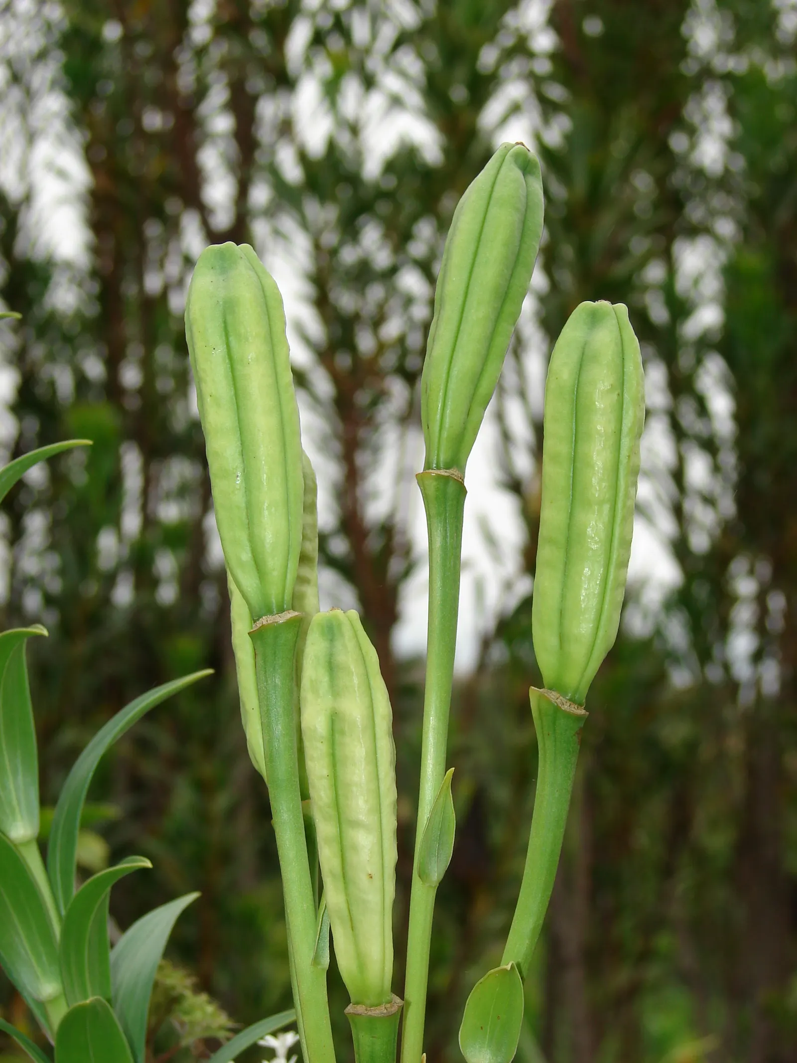 Lily Species (Lilium Hybrids) — Hybrid lilies bloom from early to late summer, with each flower lasting approximately 2 to 3 weeks; originating, image 222
