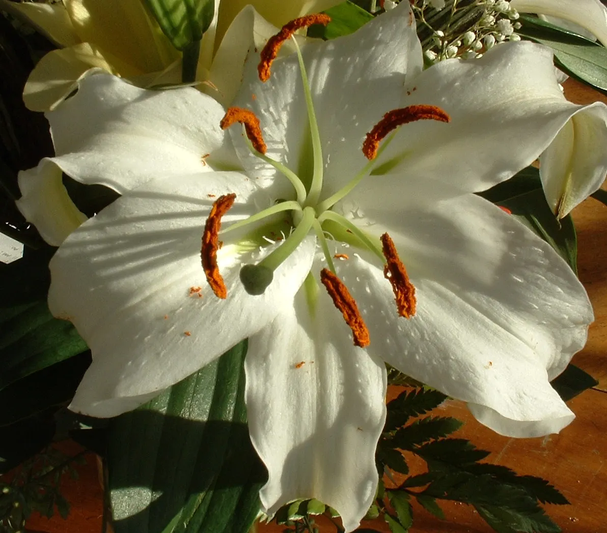 Lily Species (Lilium Hybrids) — consider using Lilium hybrids as focal points; or to create dramatic backdrops when planted en masse, image 200