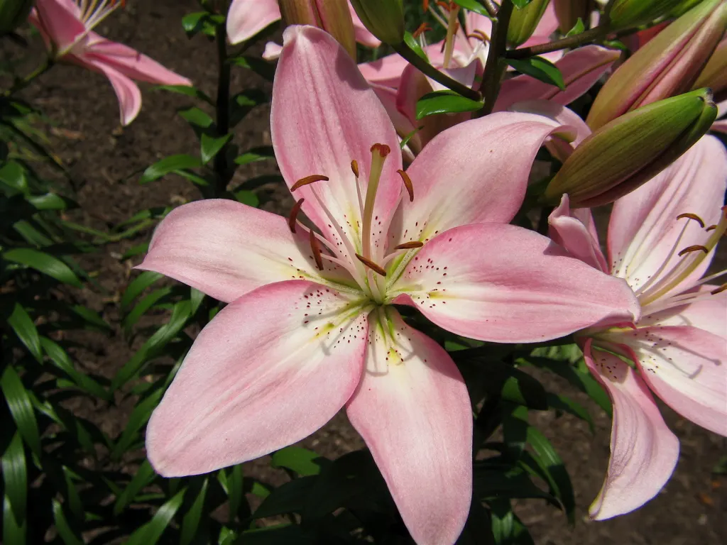 Lily Species (Lilium Hybrids) — ranging from compact varieties at 2 to 3 feet to towering types reaching up to 6 feet