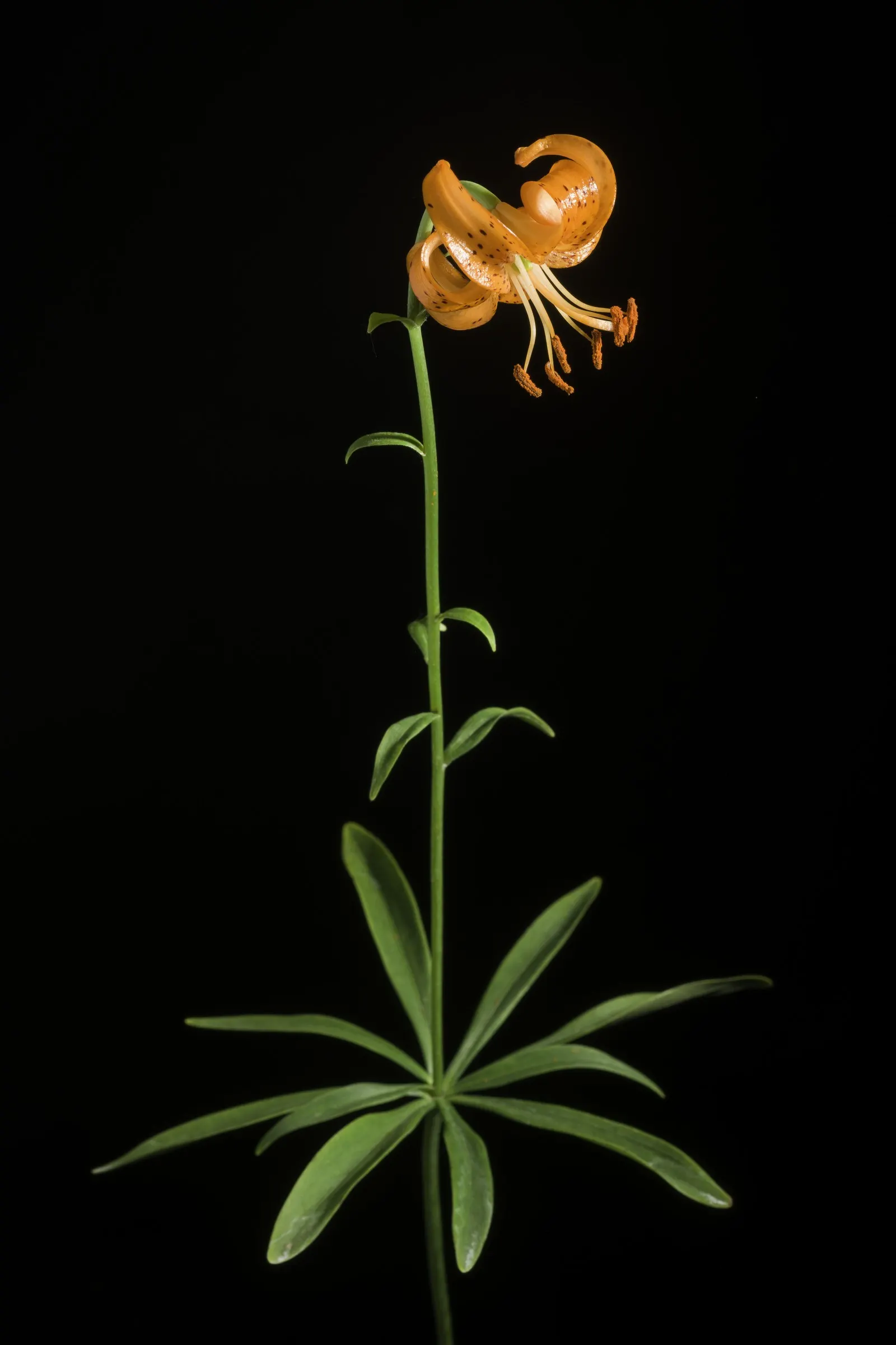 Lily Species (Lilium Hybrids) — Prefer well-drained soil and full sun to partial shade; consider using Lilium hybrids as focal points