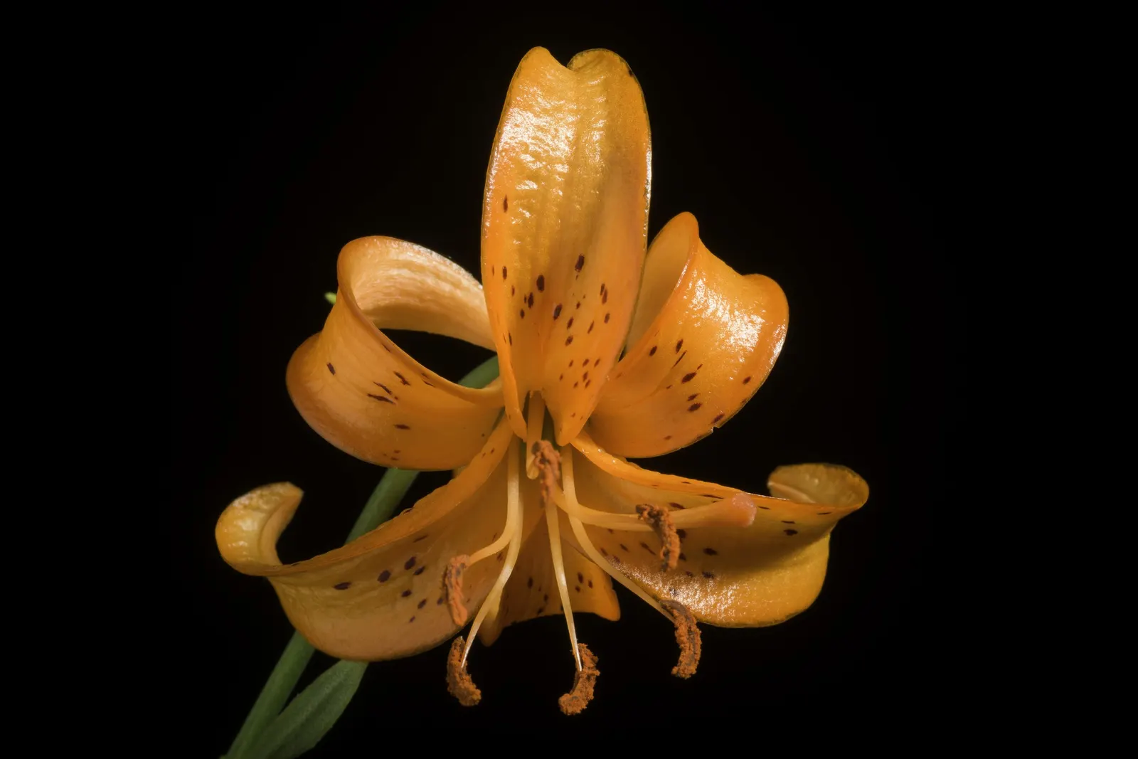 Lily Species (Lilium Hybrids) — can reach up to 6 feet in height
