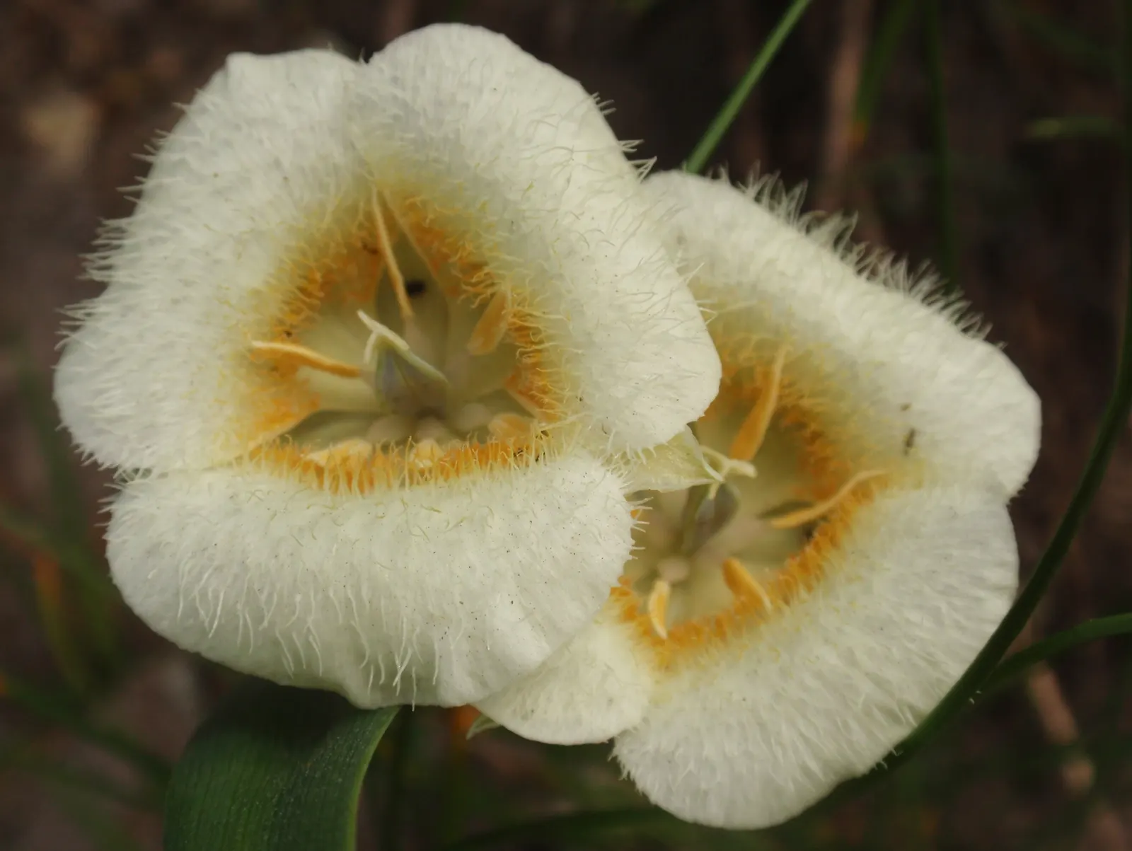 Lily Species (Lilium Hybrids) — Originating from several species in the genus Lilium; multi-colored and white and yellow flowers in the garden, image 171
