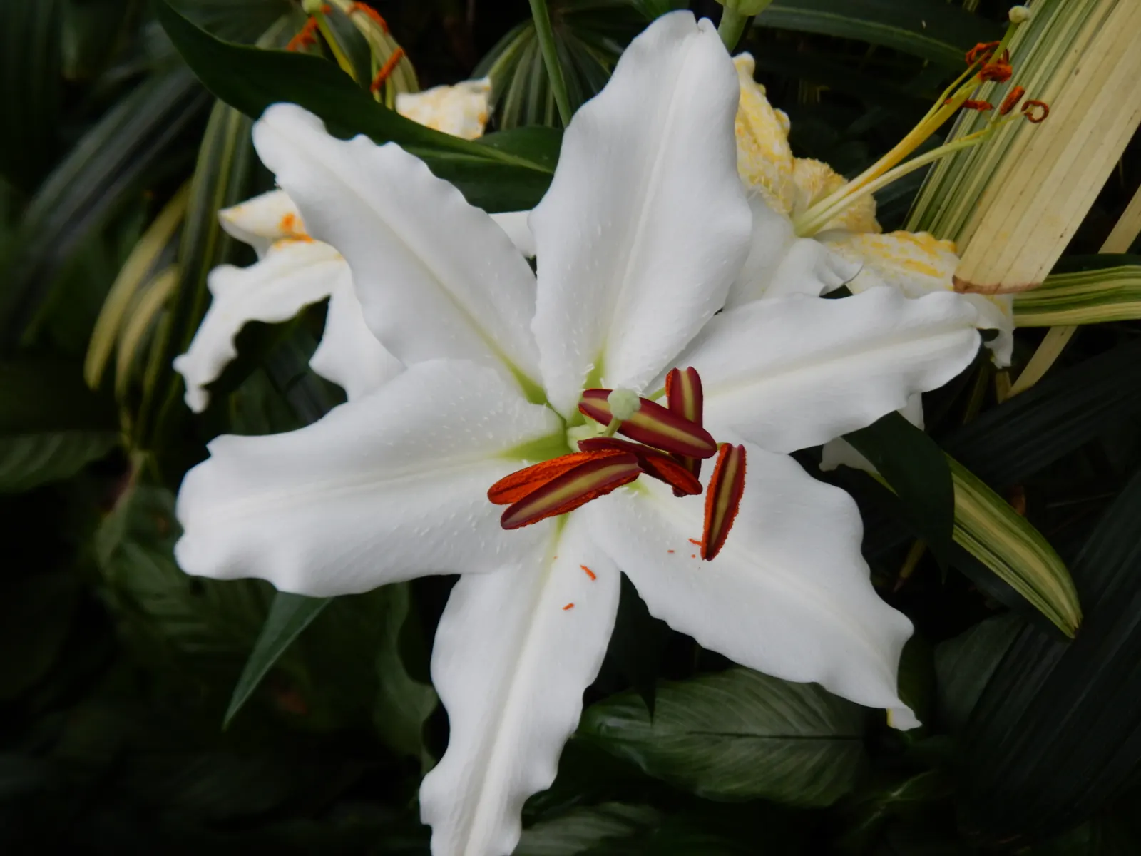 Lily Species (Lilium Hybrids) — Annual mulching is advised to protect bulbs in winter; ideal for accents in beds and borders or as dramatic focal, image 77